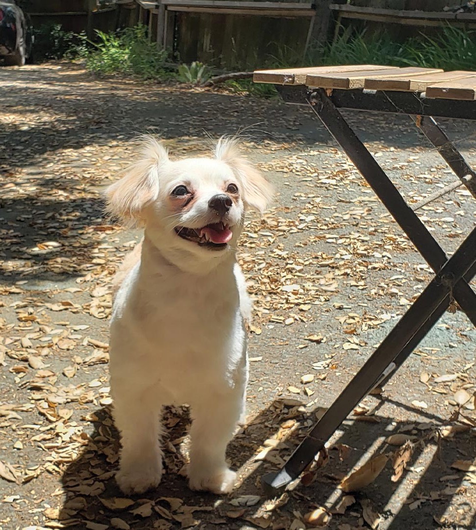 Dazzling pup San Gabriel