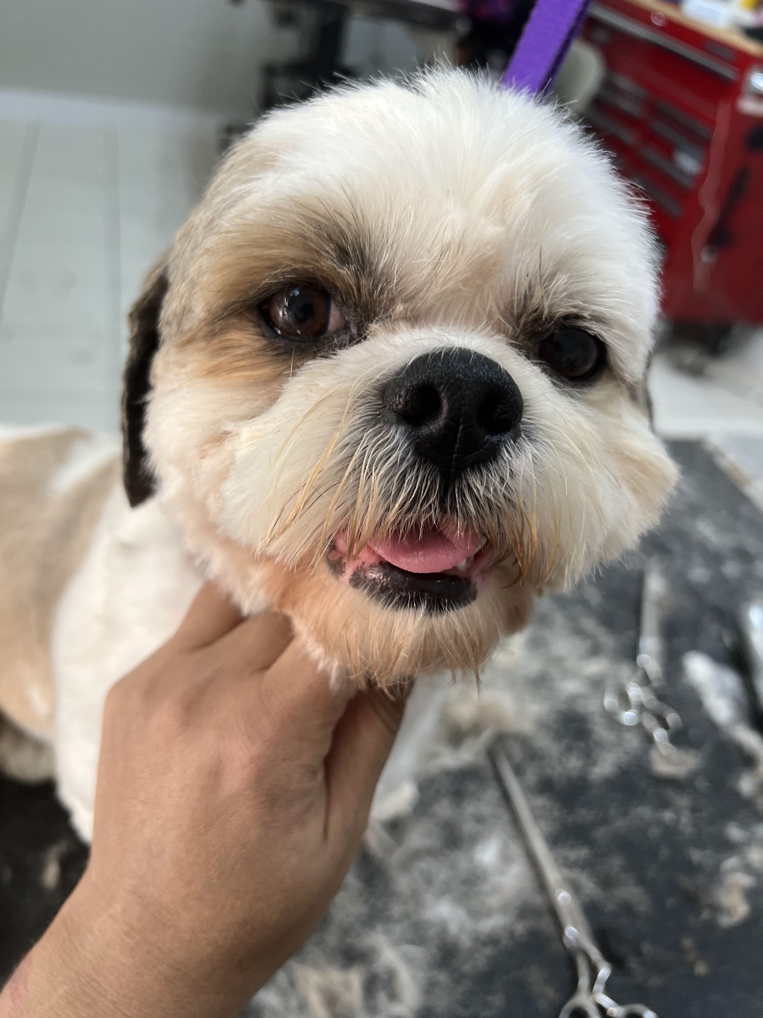 Paws n Claws Grooming San Gabriel