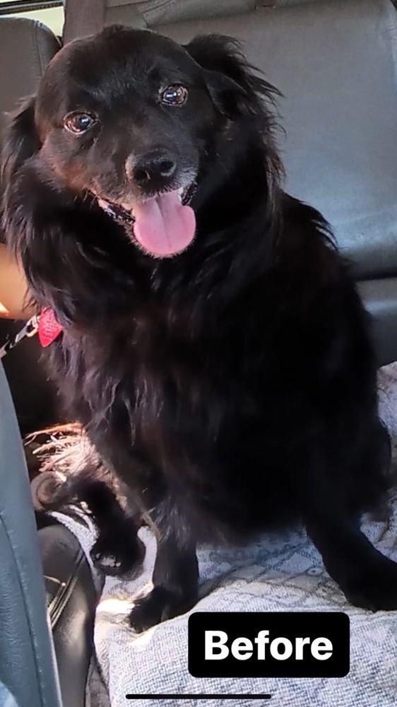 Plush Pet Grooming San Gabriel