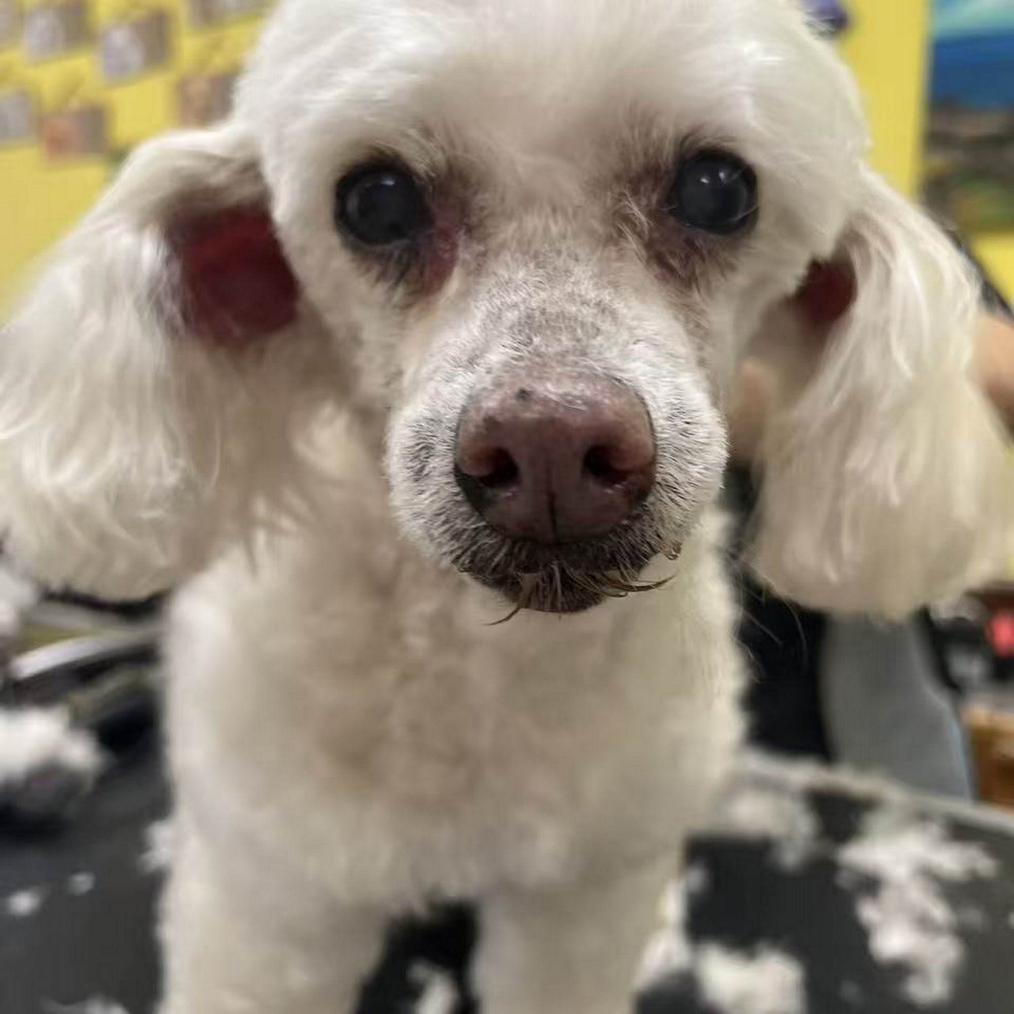 Plush Pet Grooming San Gabriel