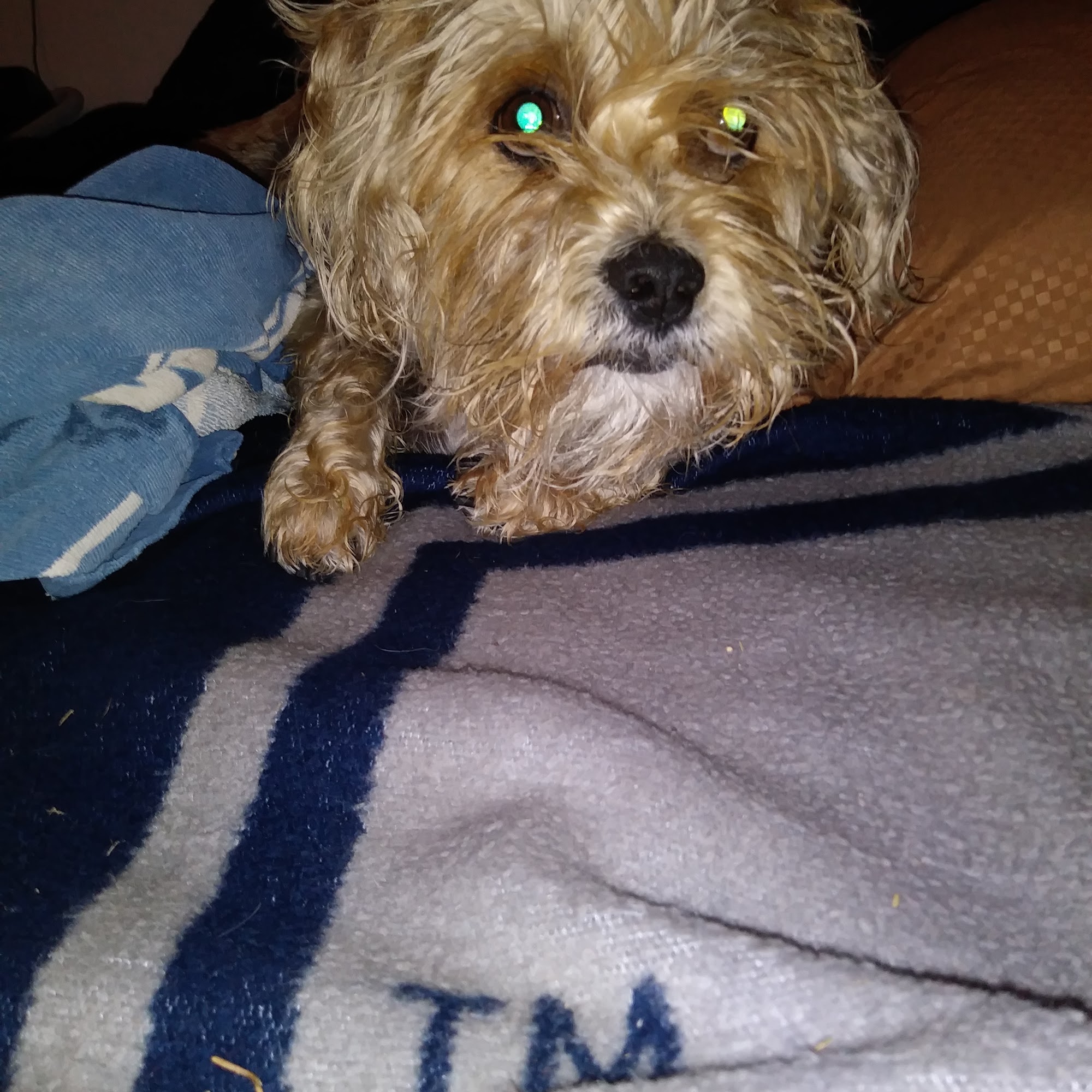 Headley Dusty DVM San Jacinto