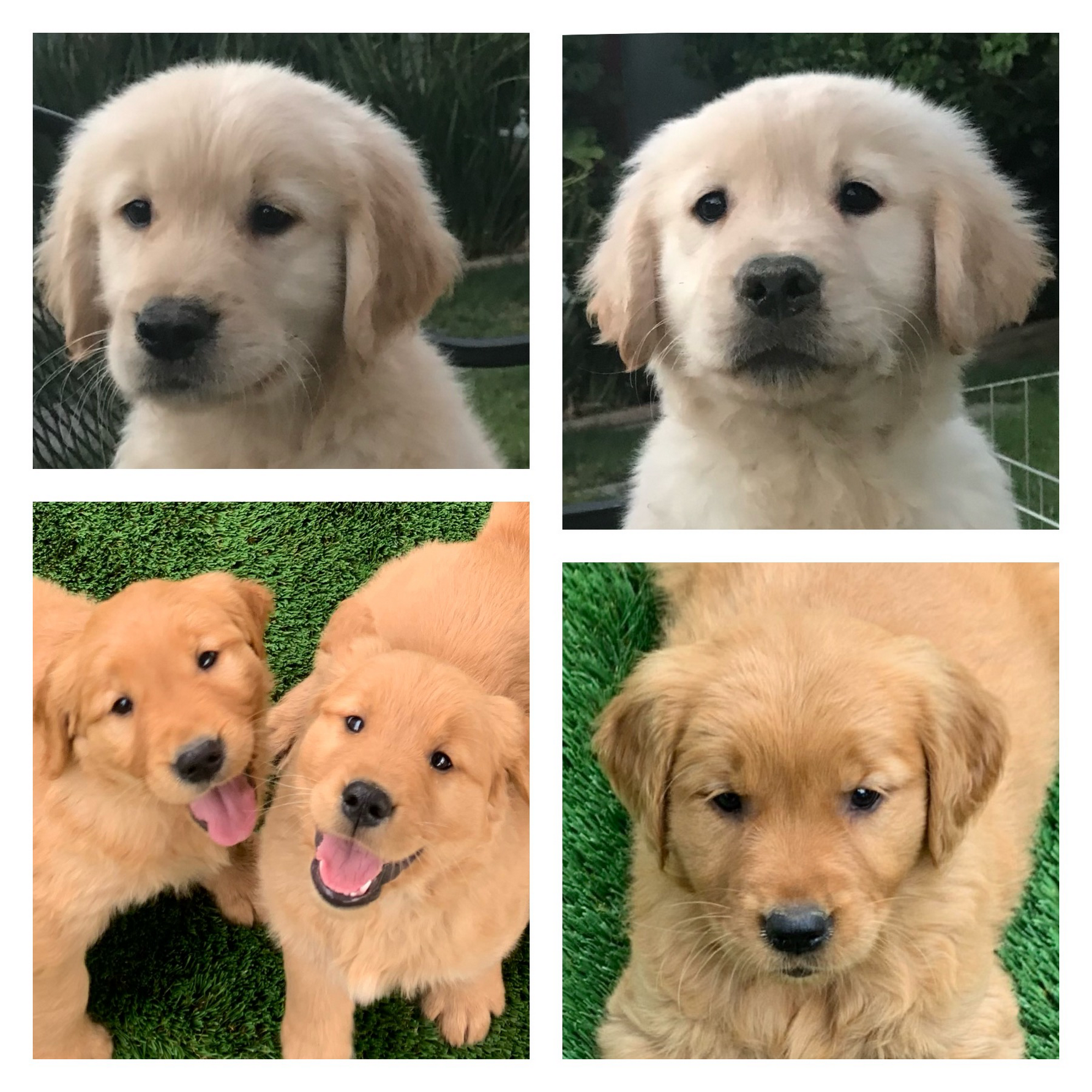 Golden Retriever Buddies San Jacinto
