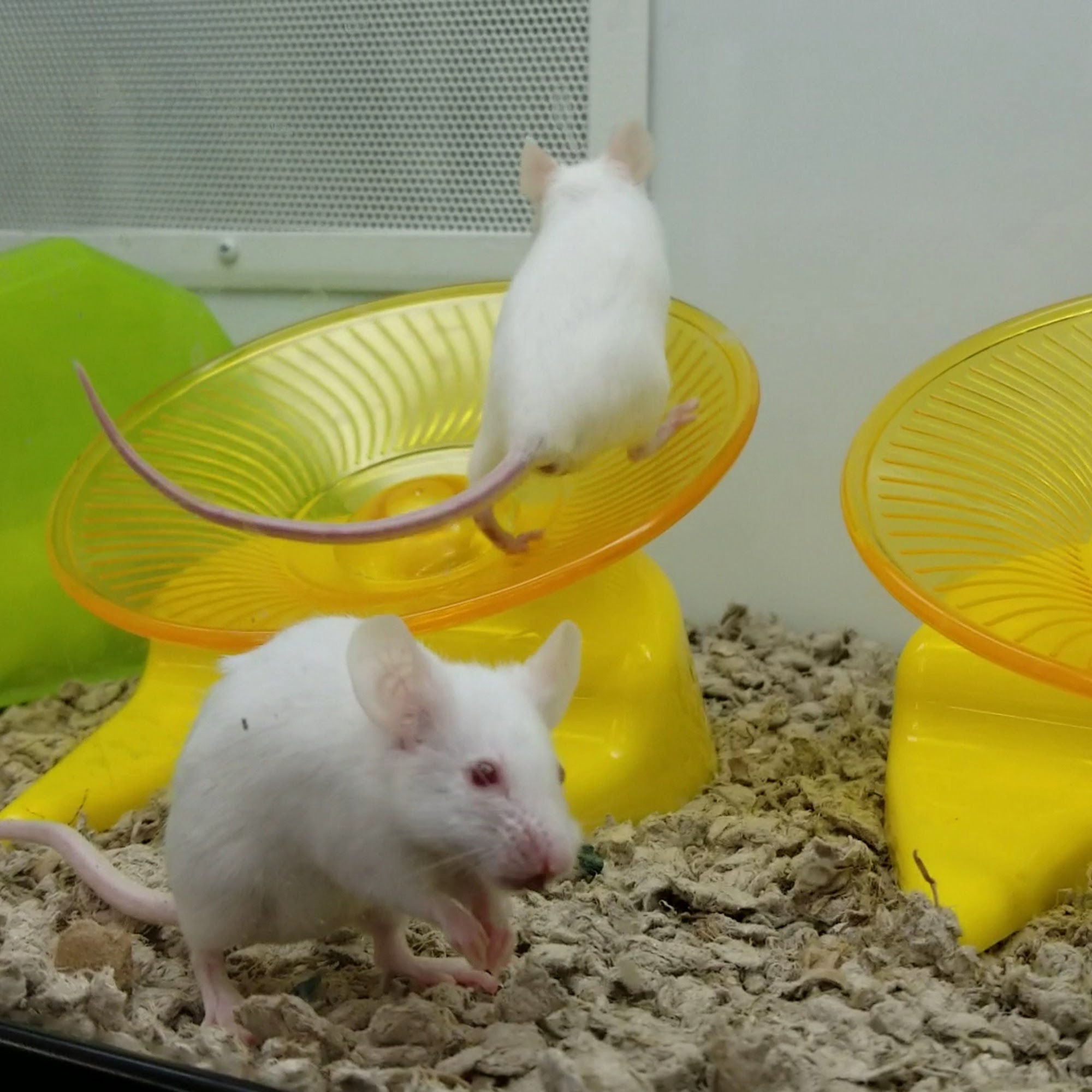 Petco Dog Training San Jose