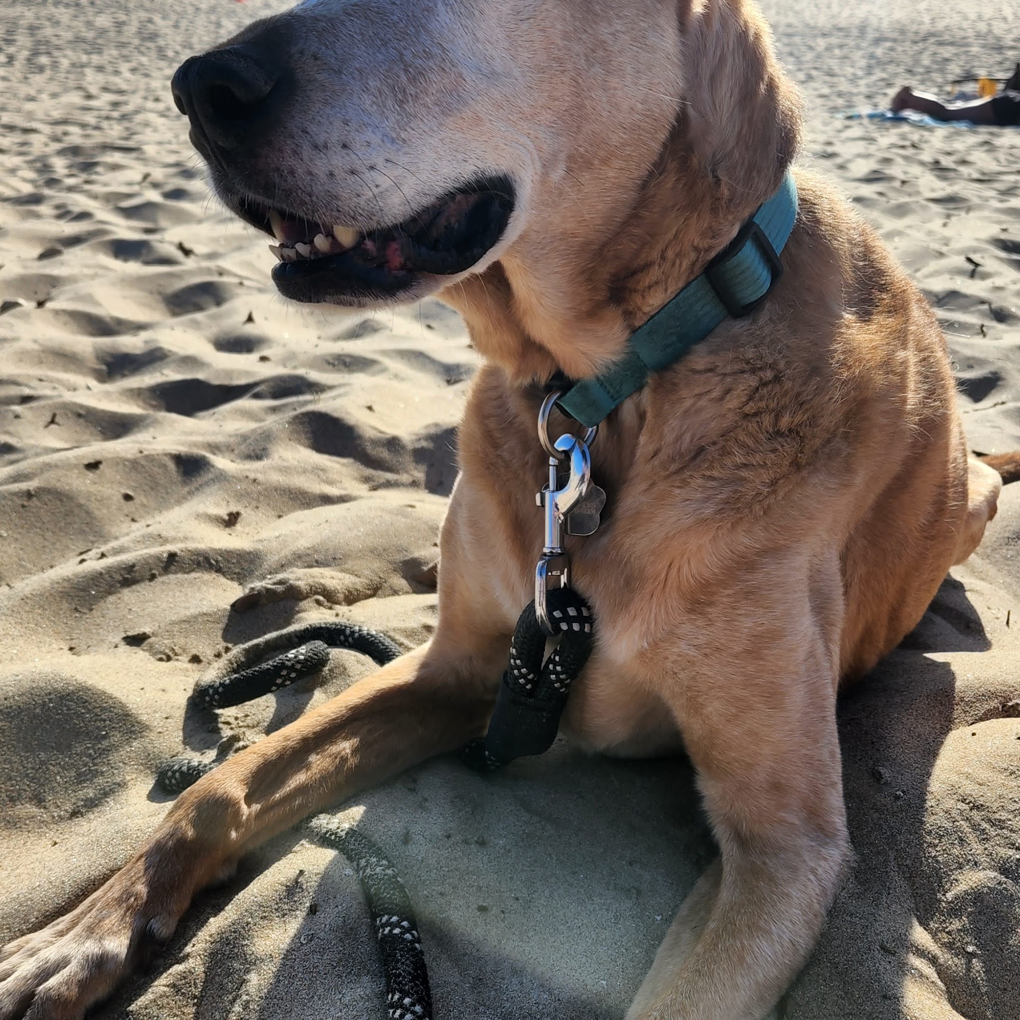 Oakridge Veterinary Clinic San Jose