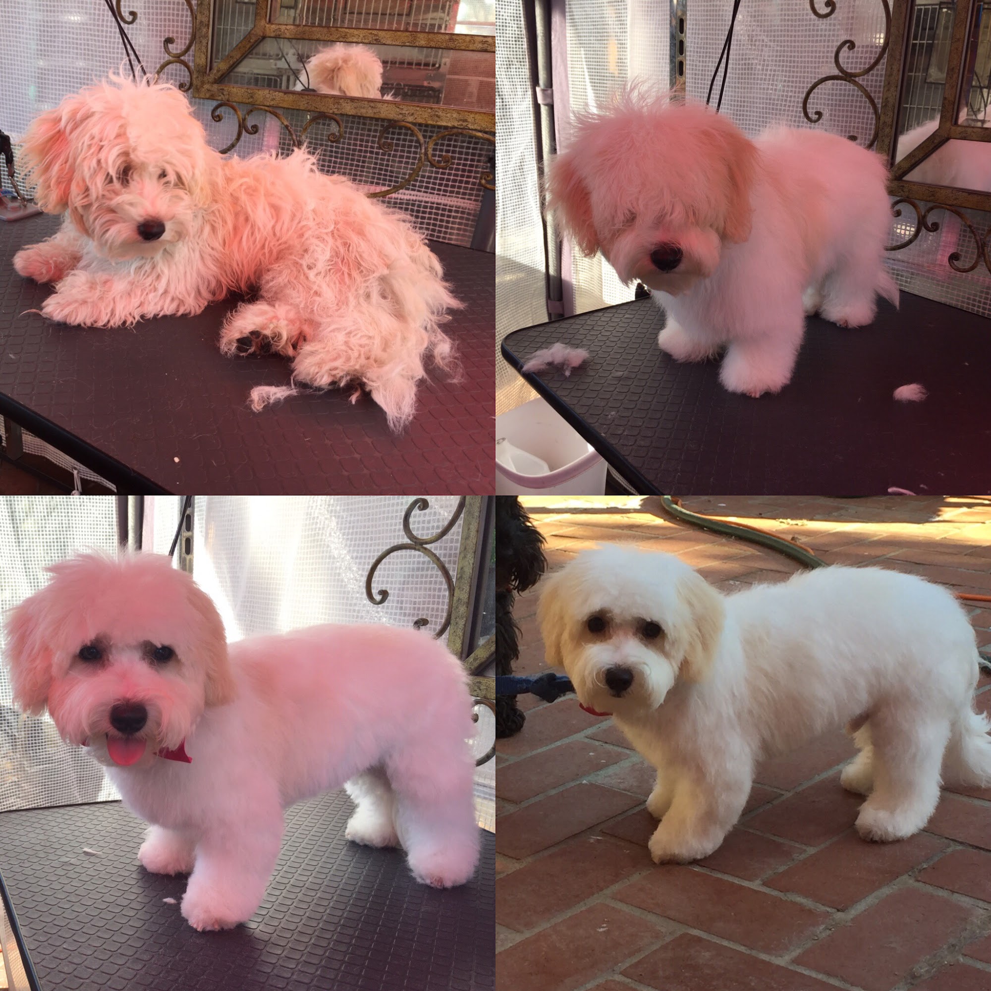 Puppy Cutz San Jose