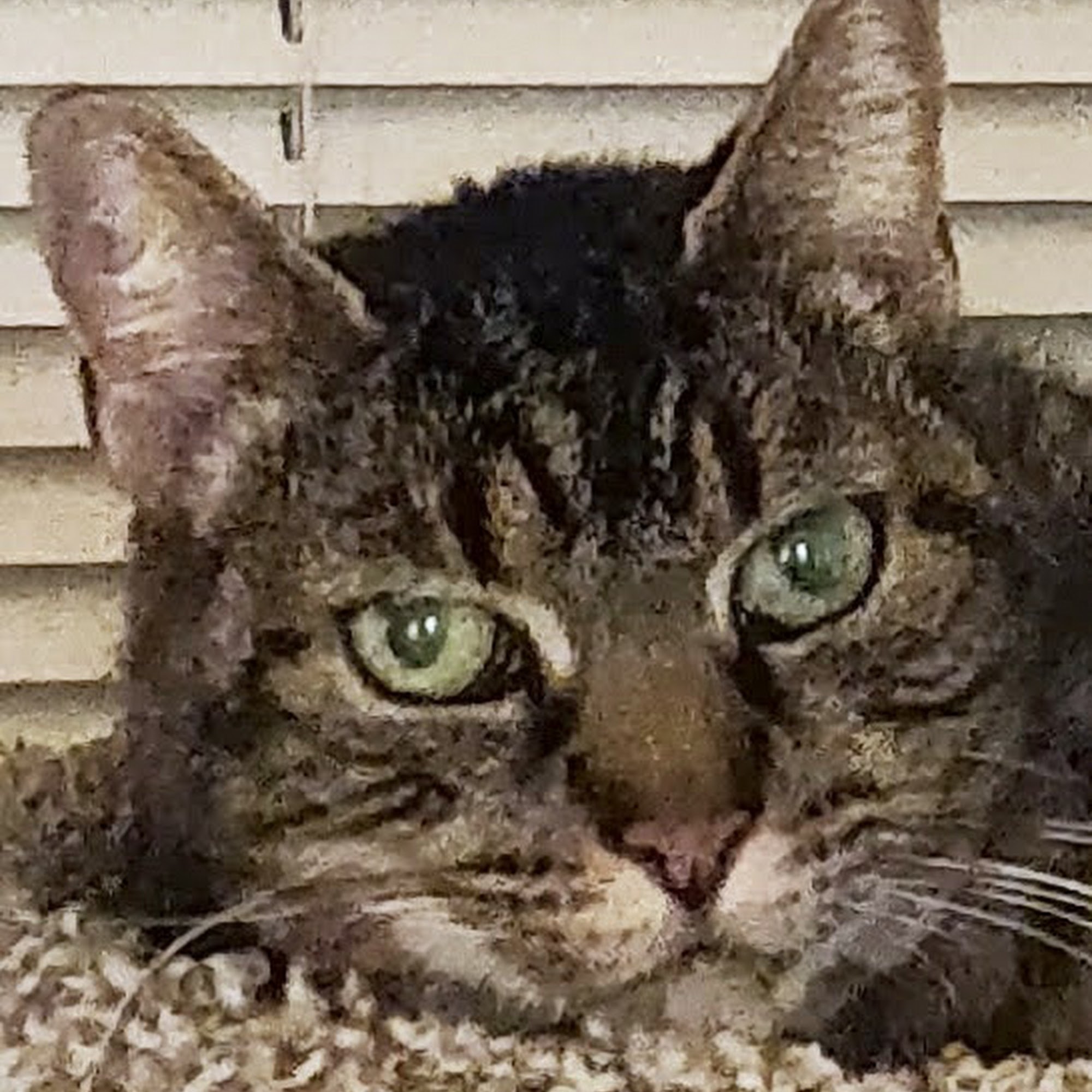 Boulevard Pet Hospital San Jose