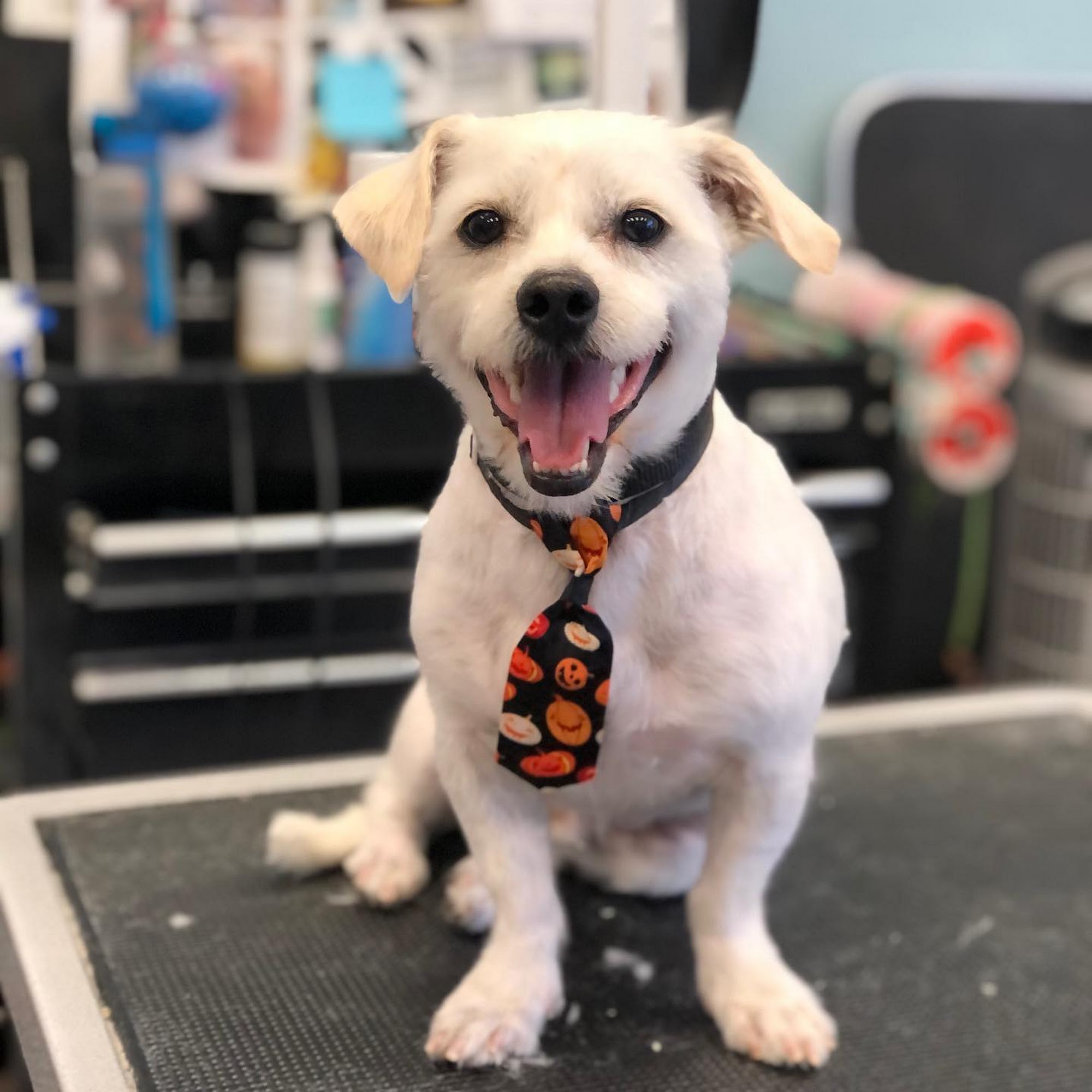 Showtime Pet Grooming San Jose