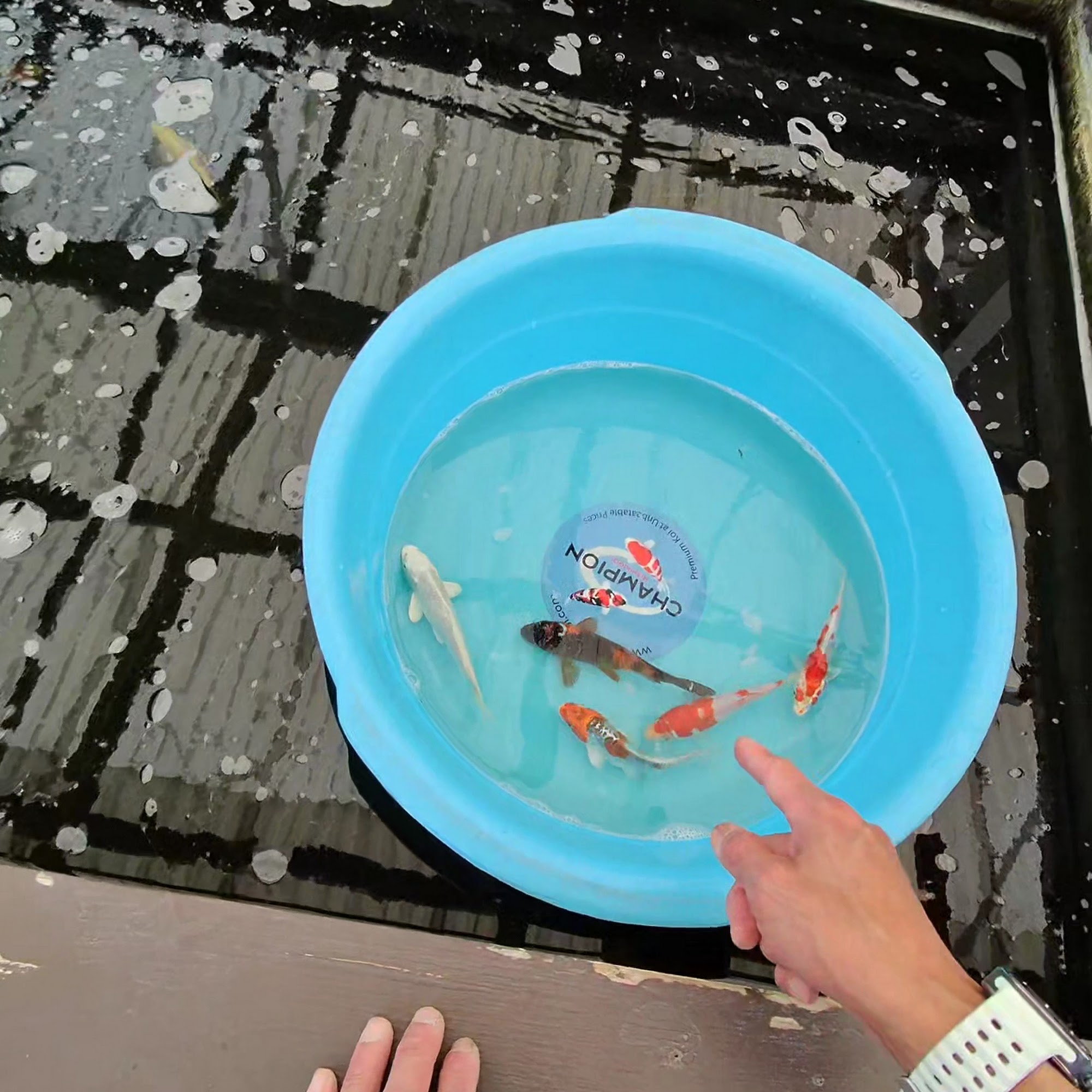 Champion Nishikigoi San Jose