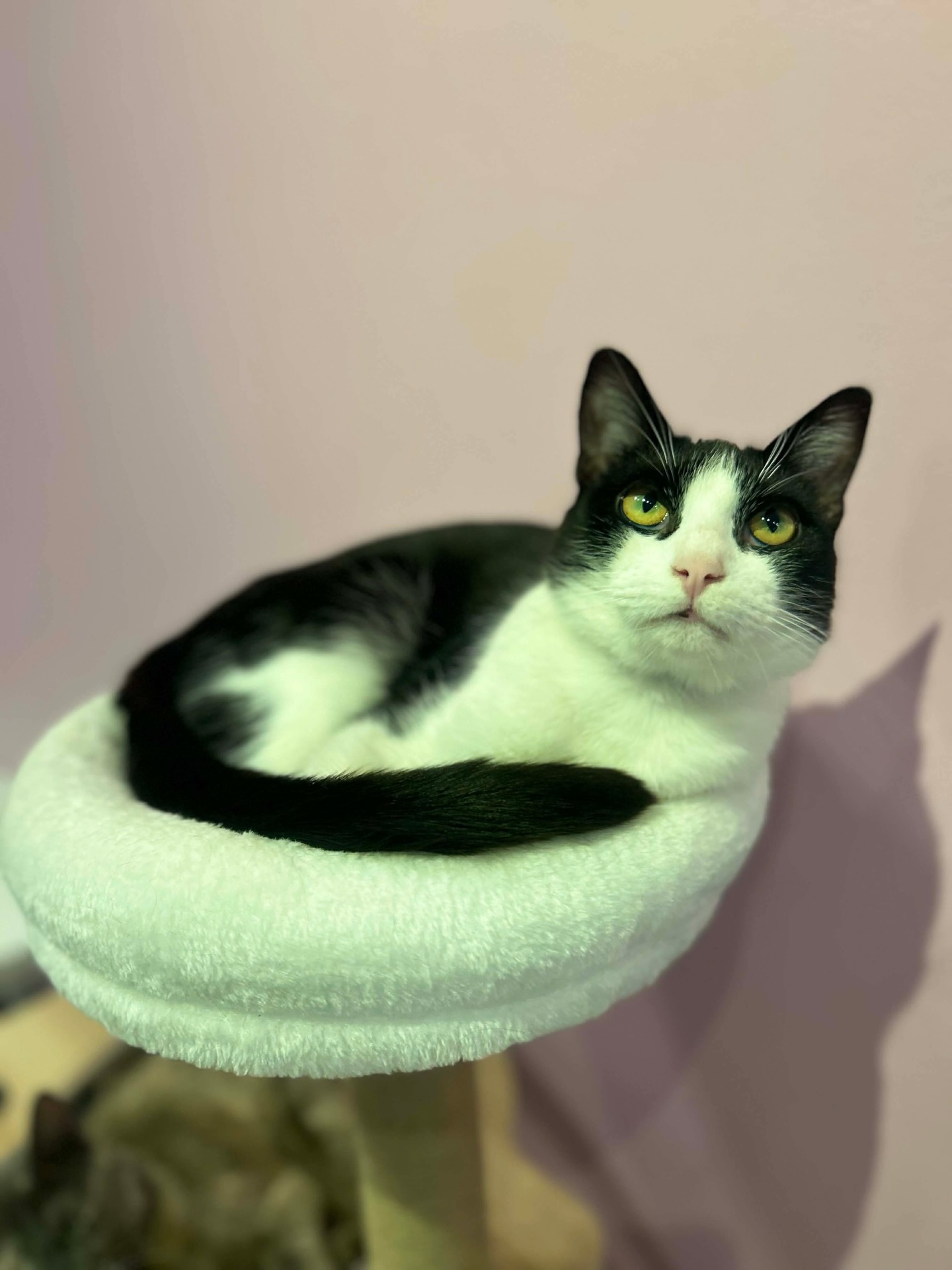 Mini Cat Town San Jose