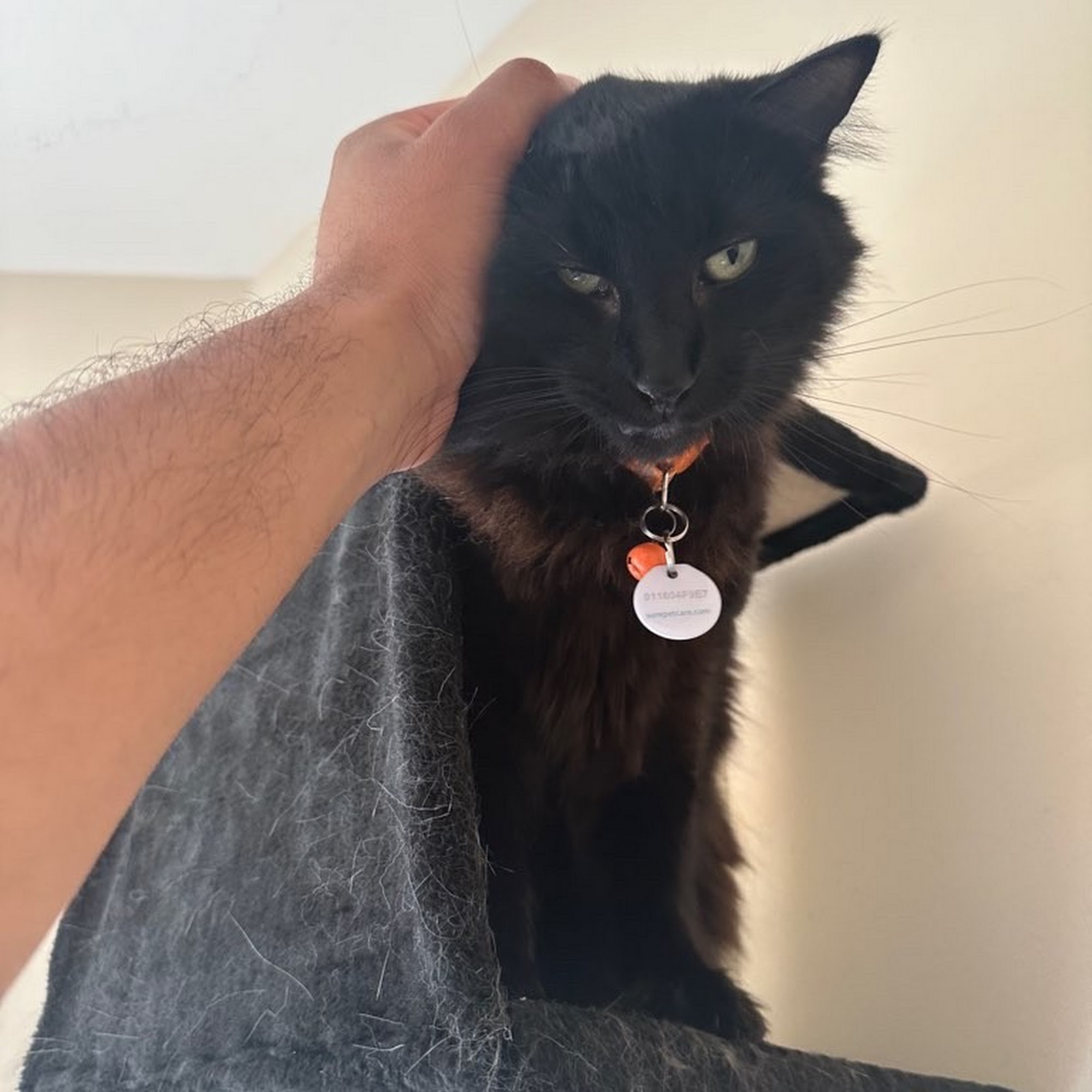 Lucky Buddies Pet Sitting San Jose