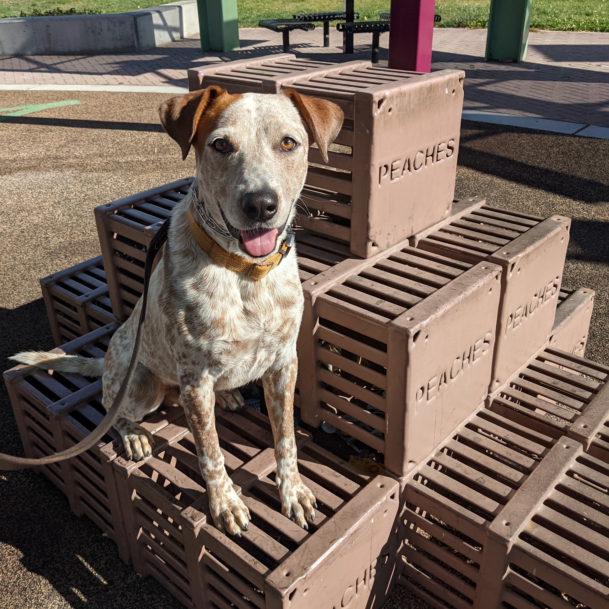 Buddy's Way K9 San Jose