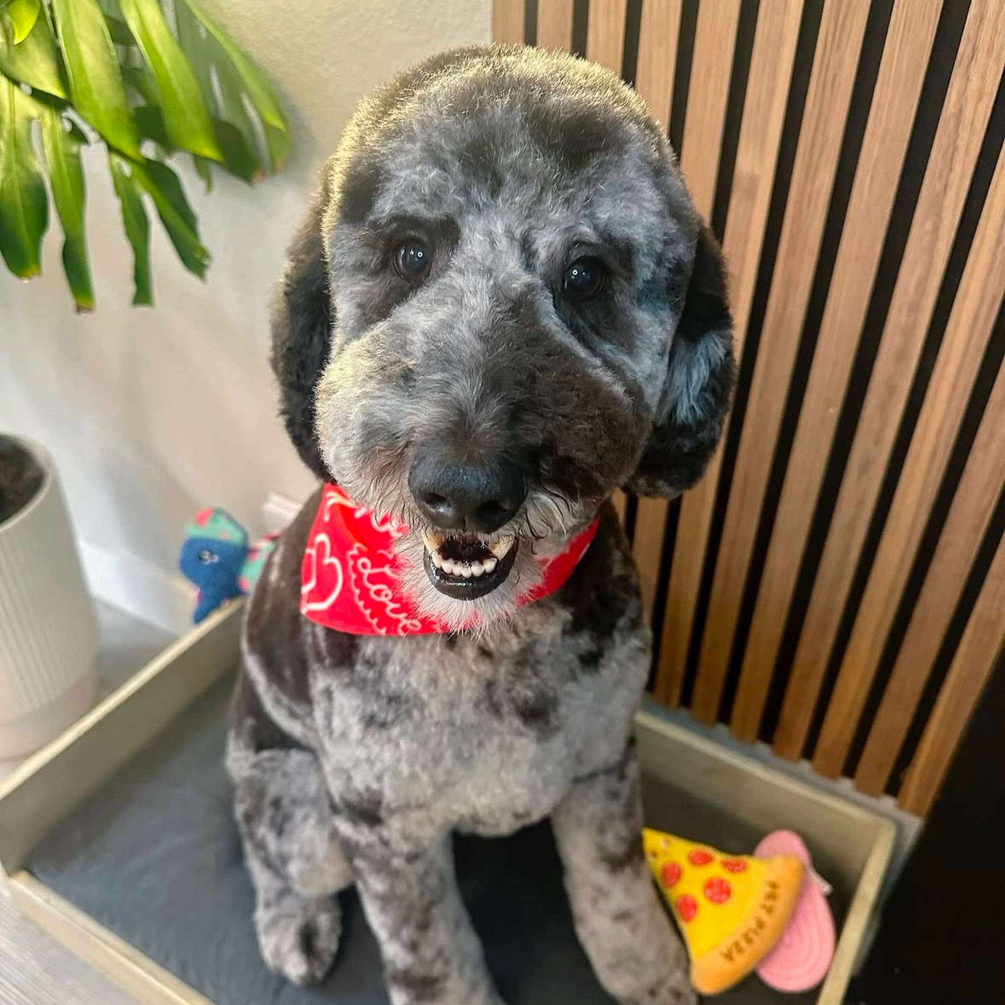 Pawbabies Pet Salon San Jose