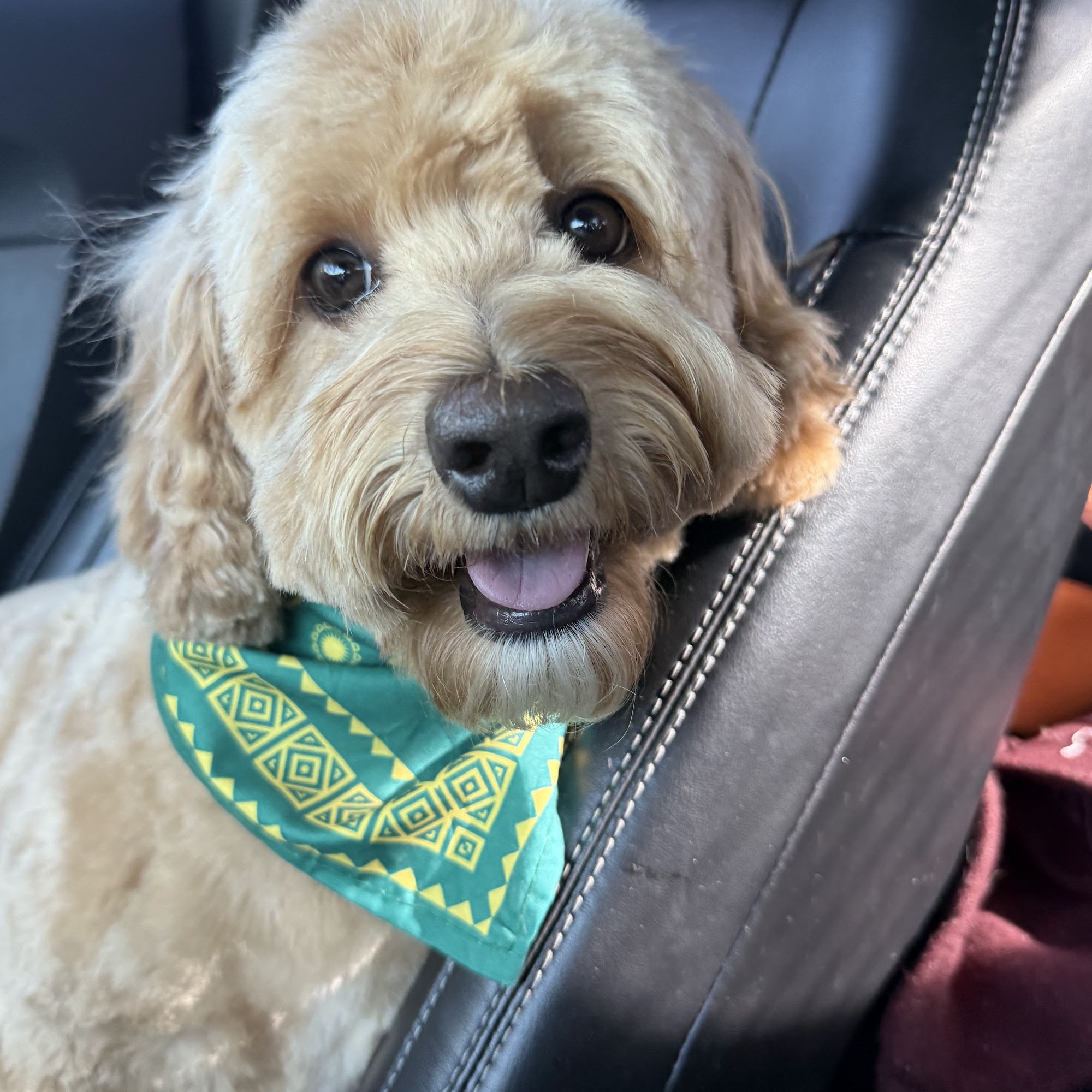 Furologist Dog Spa San Jose