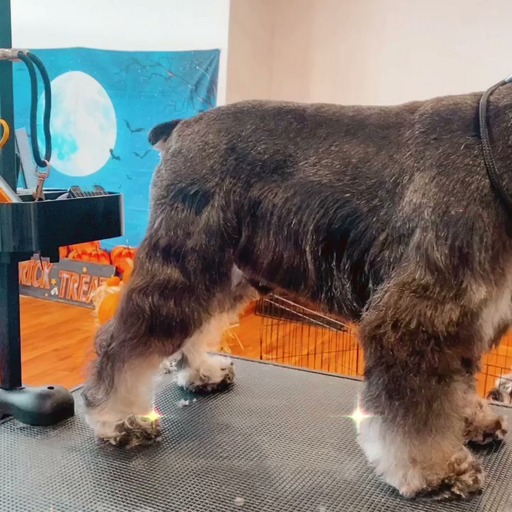 Unity Bulldogs Pet Grooming San Jose