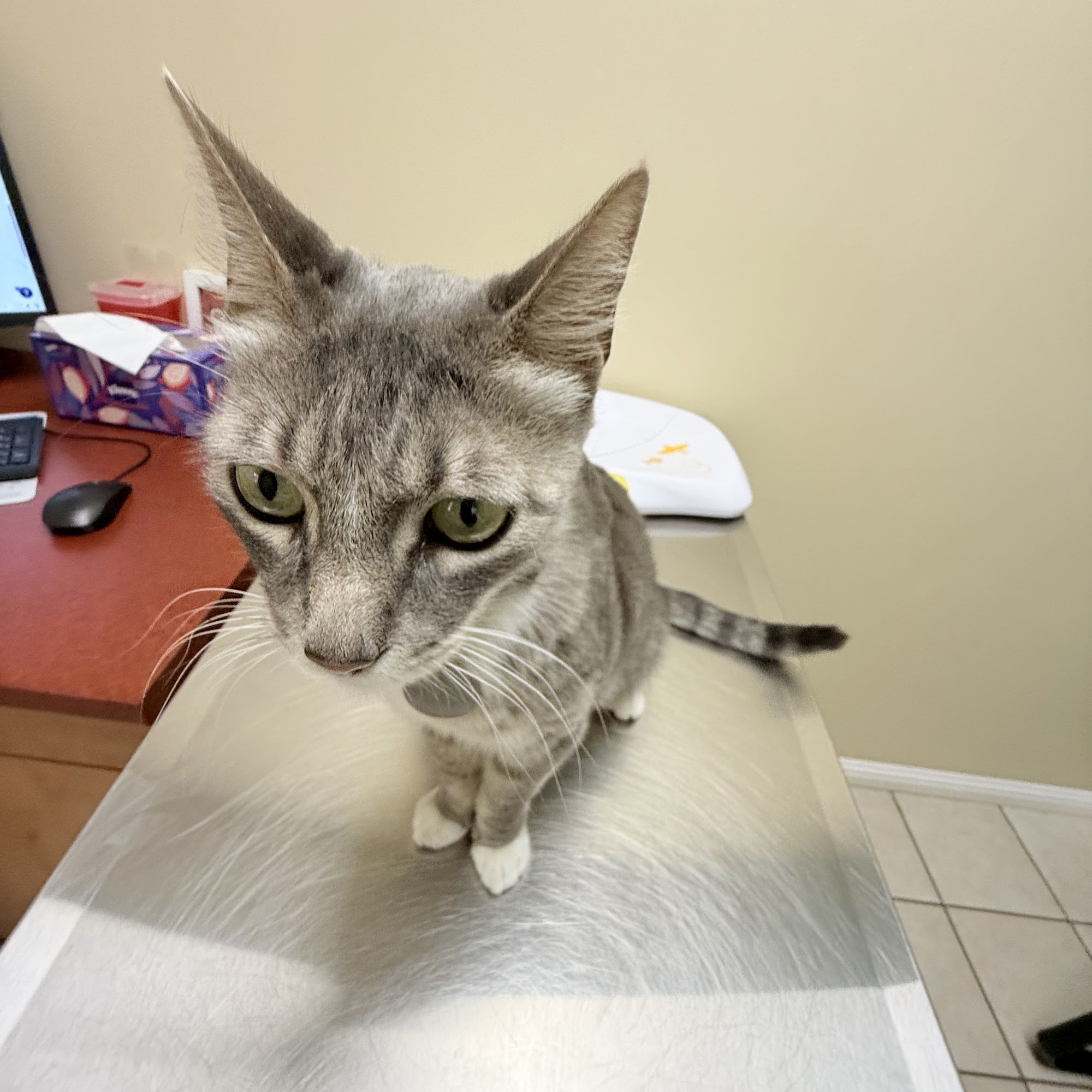 Pet Care Animal Hospital San Jose