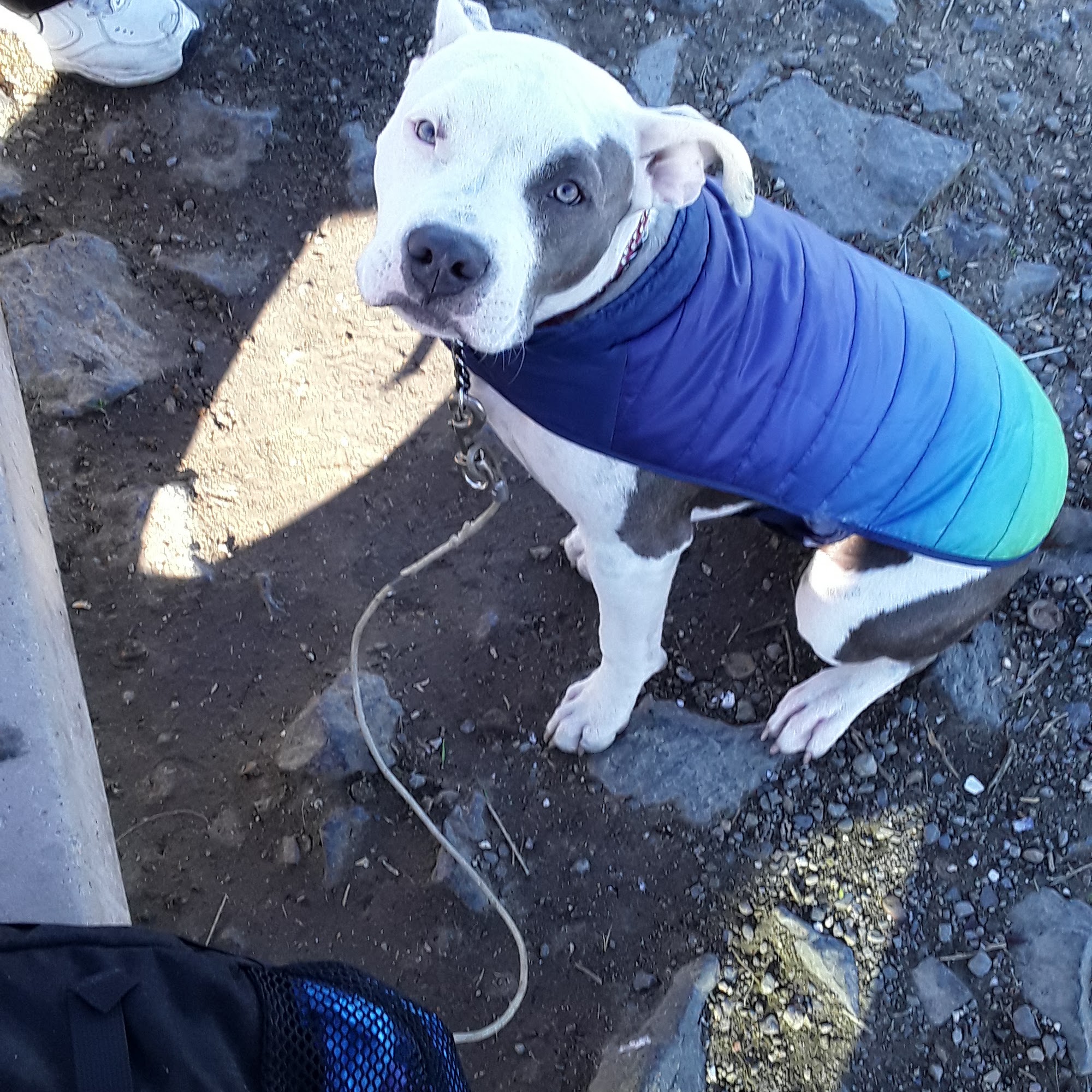 Springdale Kennels San Jose