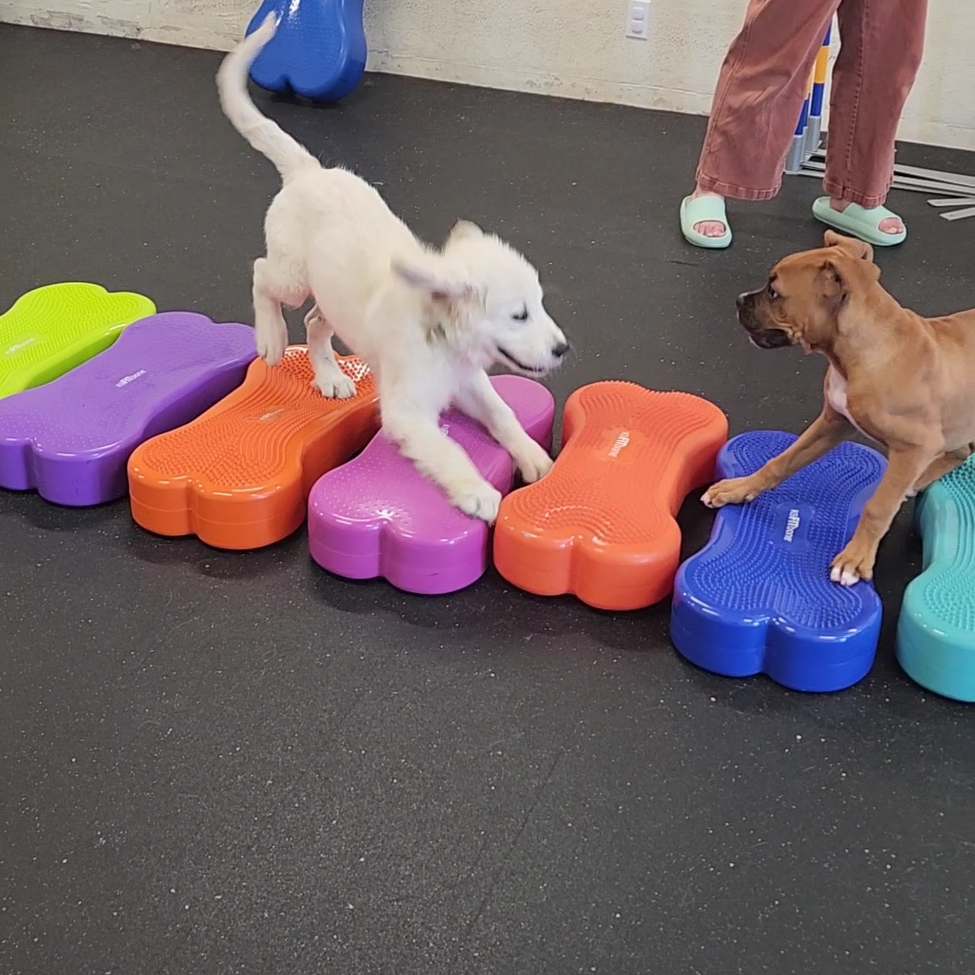 Orion Dog Training San Jose