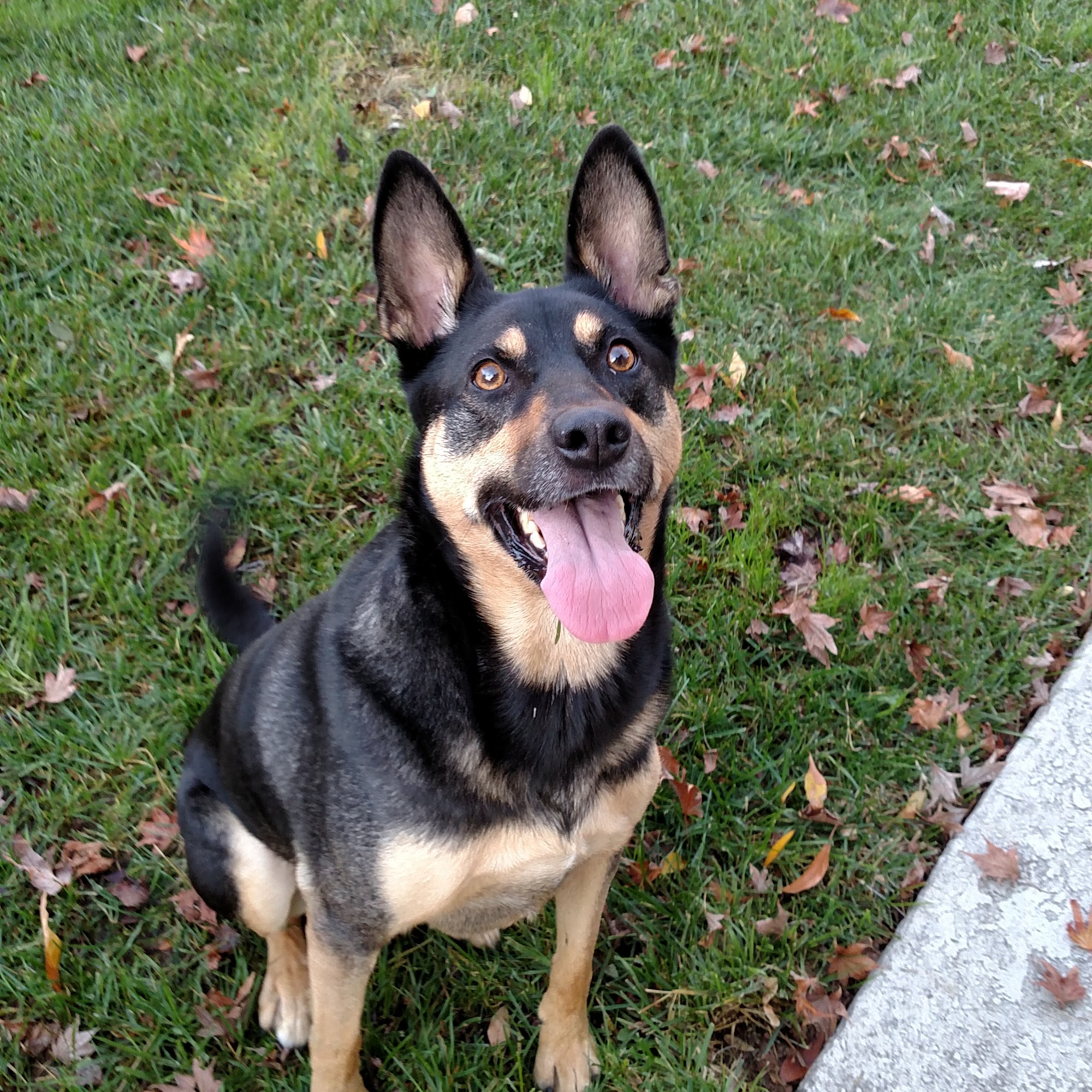 At Home, At Rest Pet Euthanasia San Jose