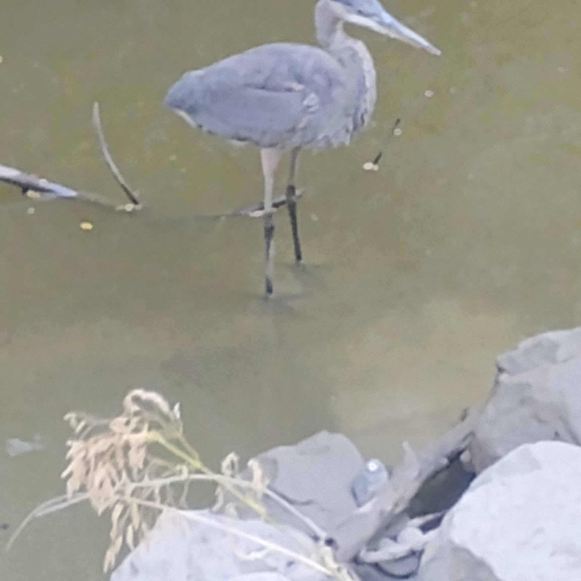 MBM Apparel LLC San Jose