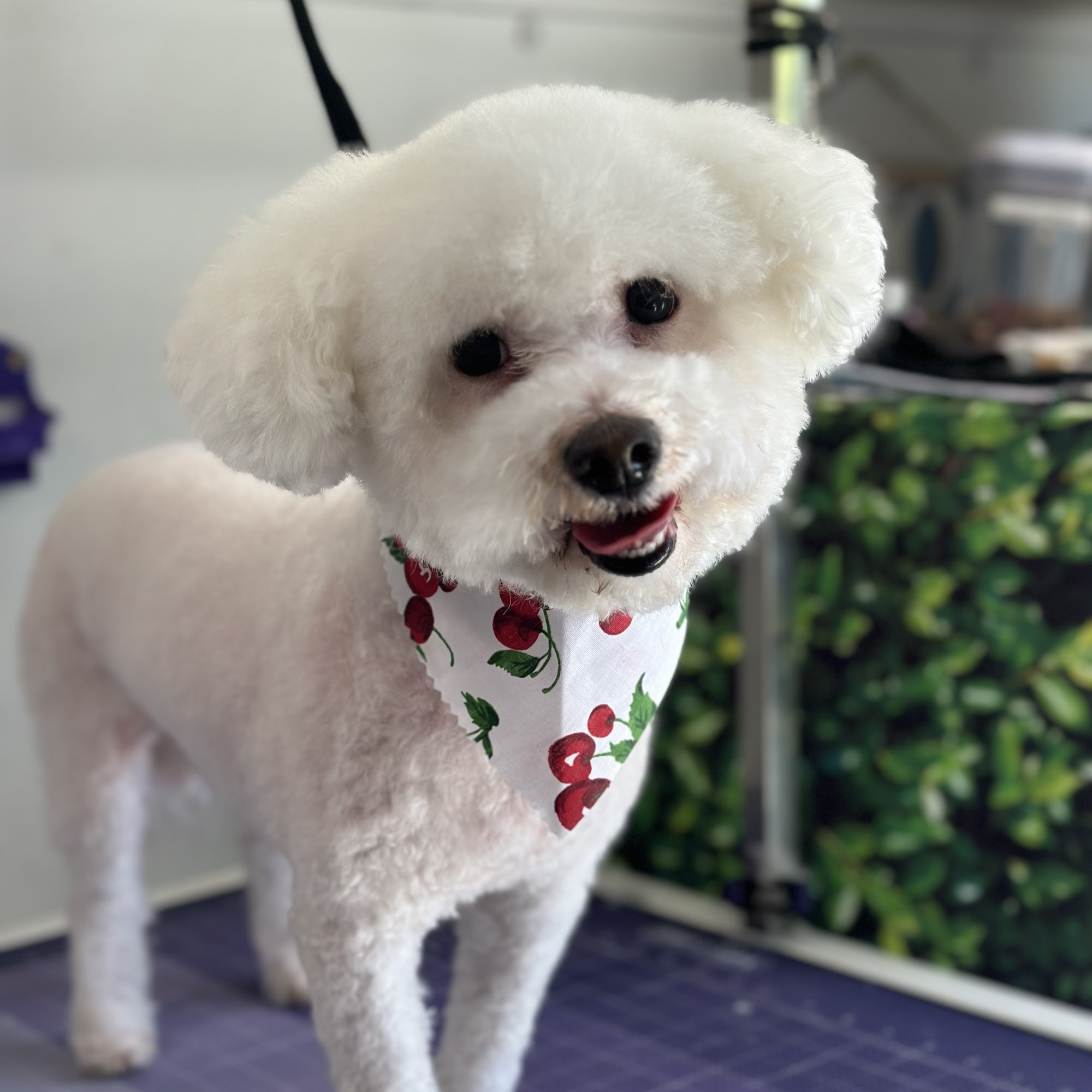 Mitzys Spa Para Mascotas San Jose