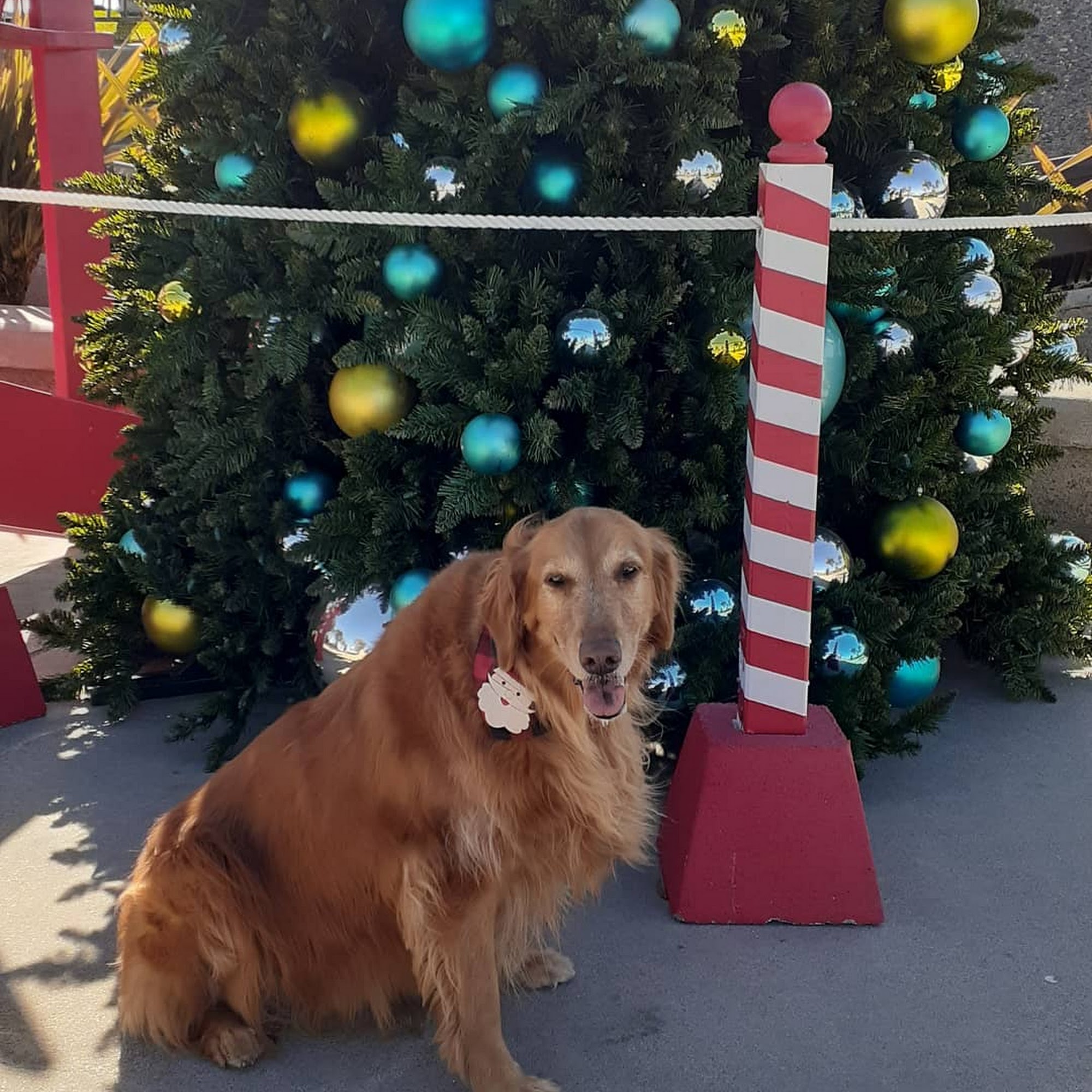 San Juan Animal Hospital San Juan Capistrano