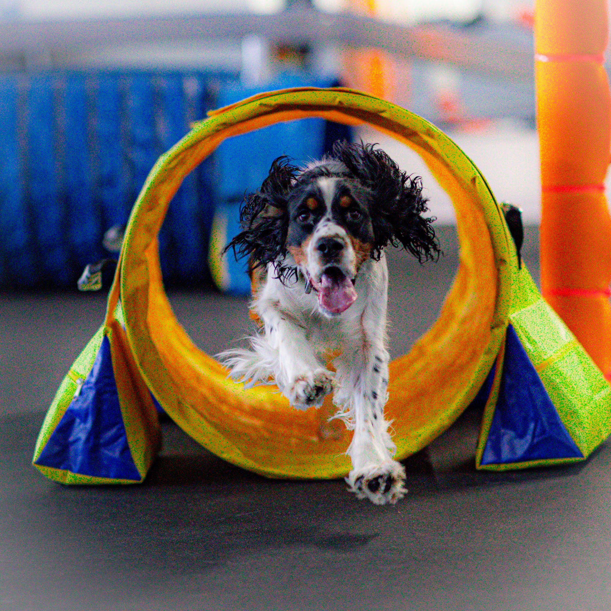 OC Dog Sports San Juan Capistrano