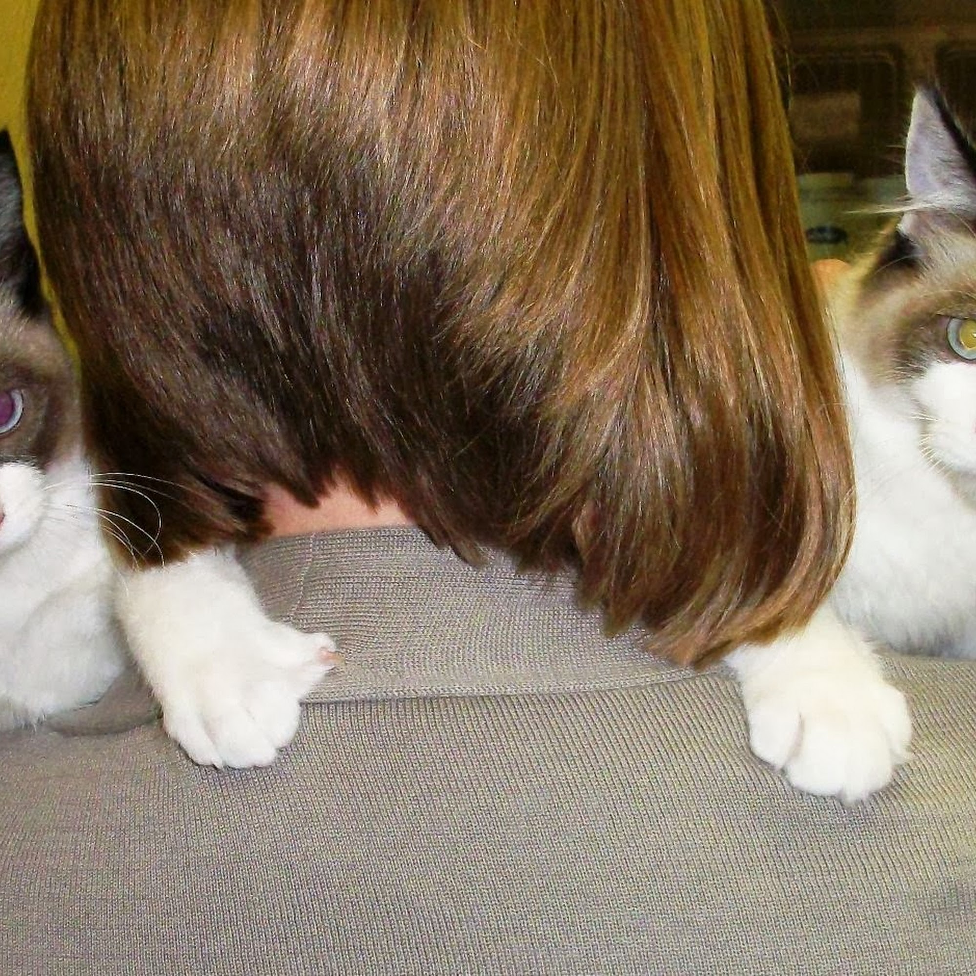 Good Samaritan Veterinary Hospital San Leandro