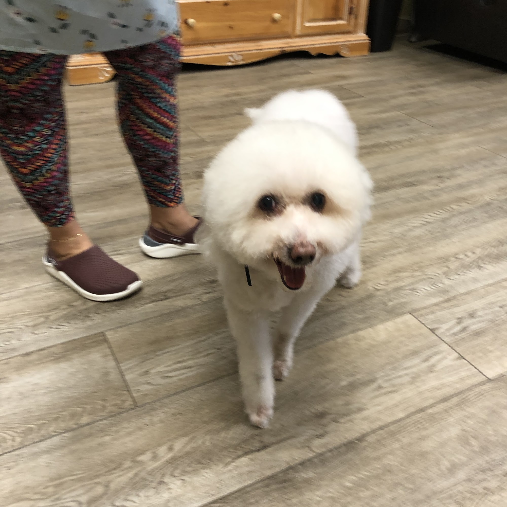 Cheap Shots, Second to None Pet Services - Veterinarian & Animal Hospital San Leandro