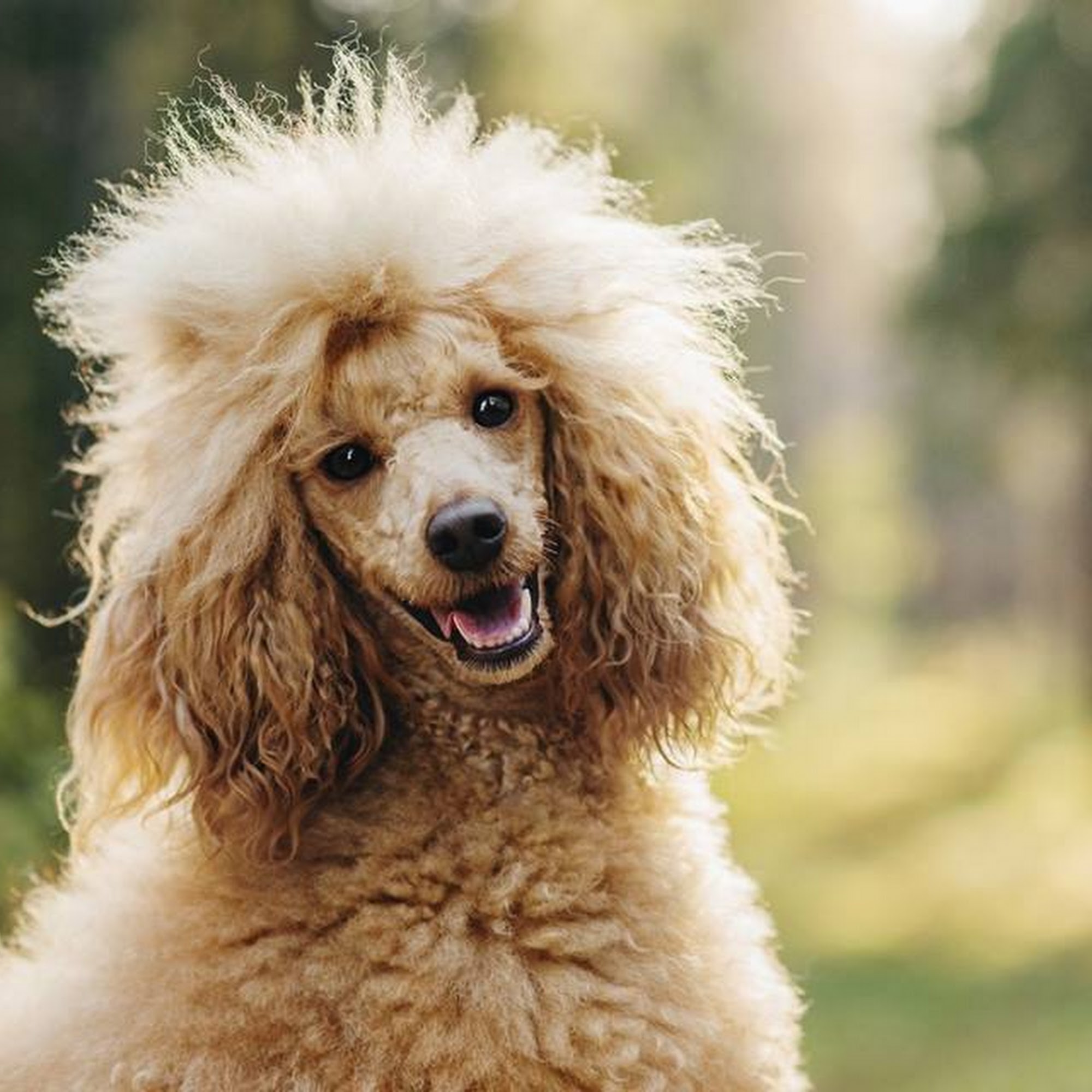 Claudia’s Coiffeur Le’ Petite San Leandro