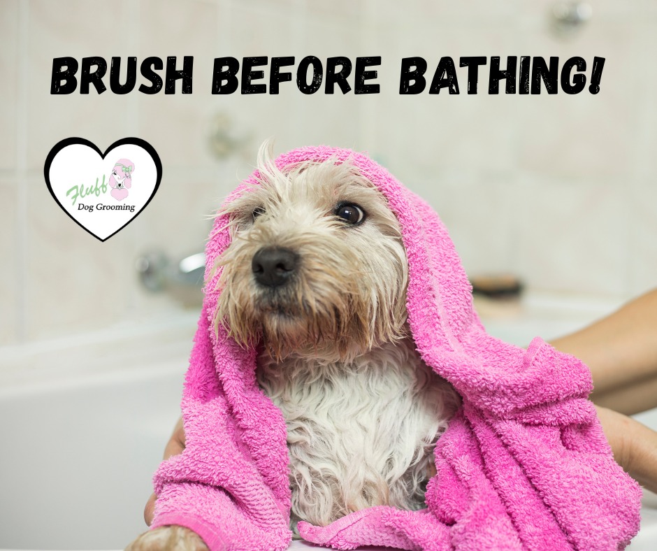 Fluff Dog Grooming San Leandro