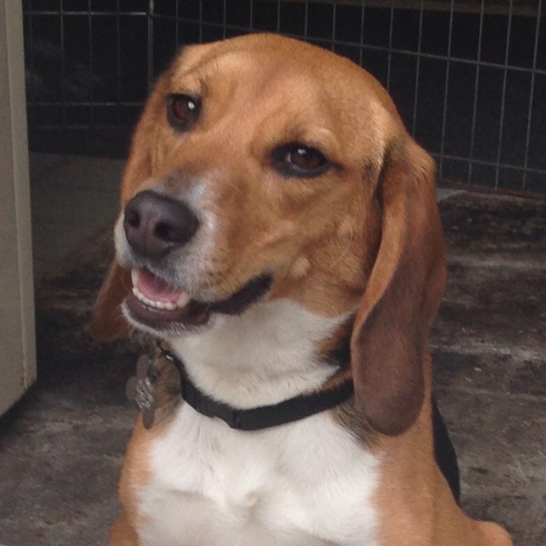 K9 Sniffers San Leandro