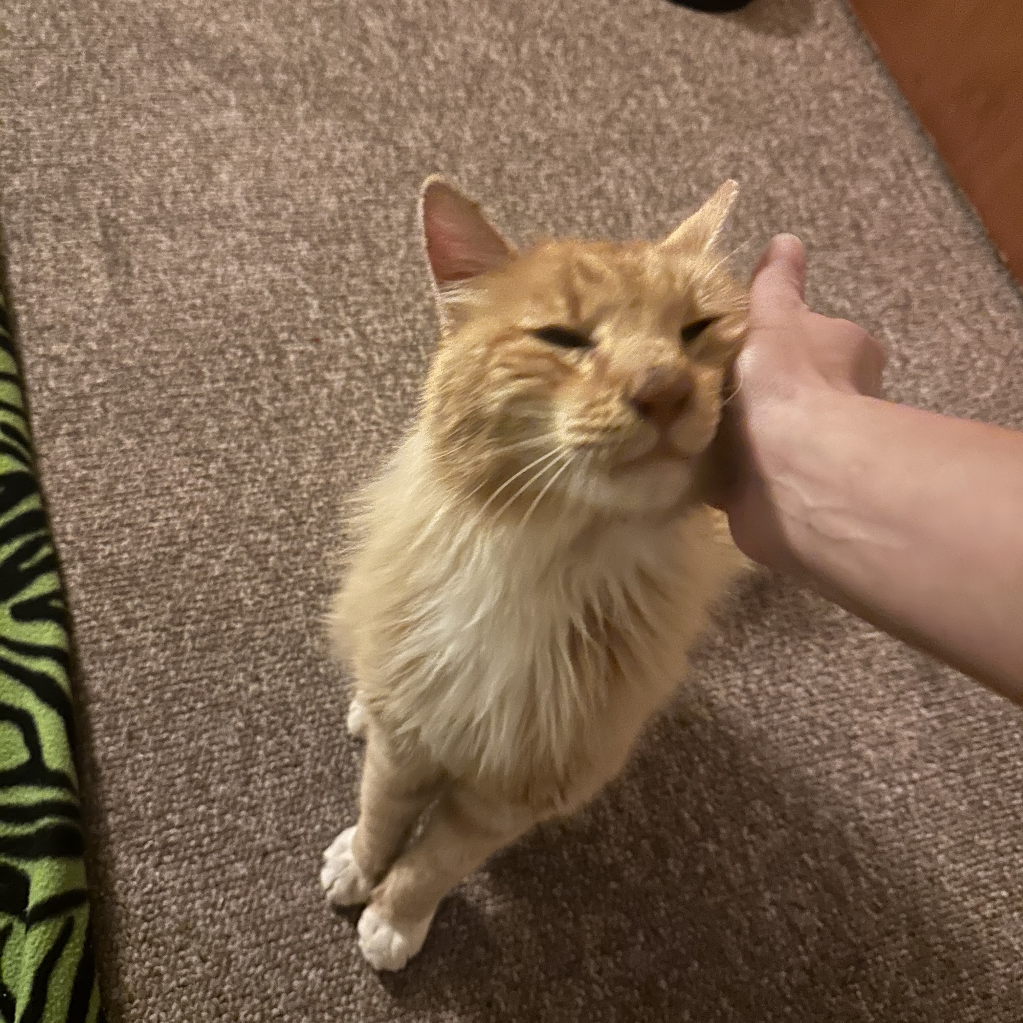 Cuesta Park Animal Hospital San Luis Obispo