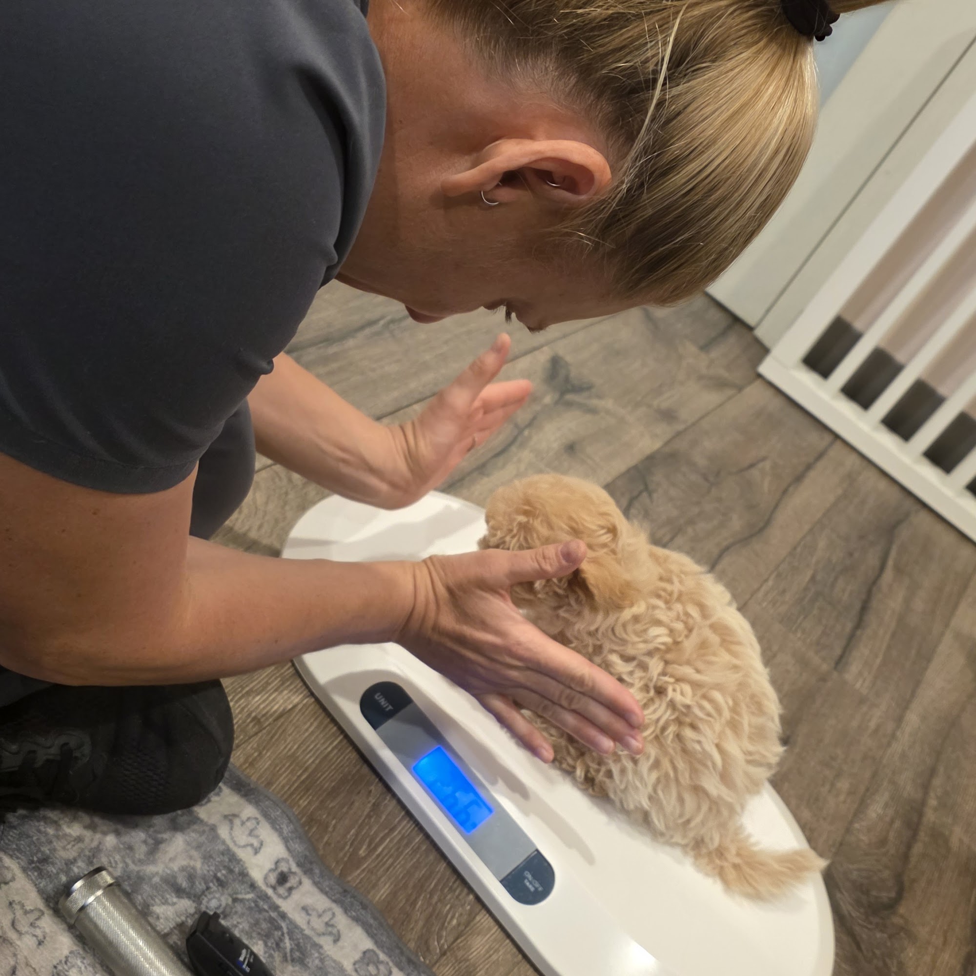 Laguna Veterinary Care San Luis Obispo