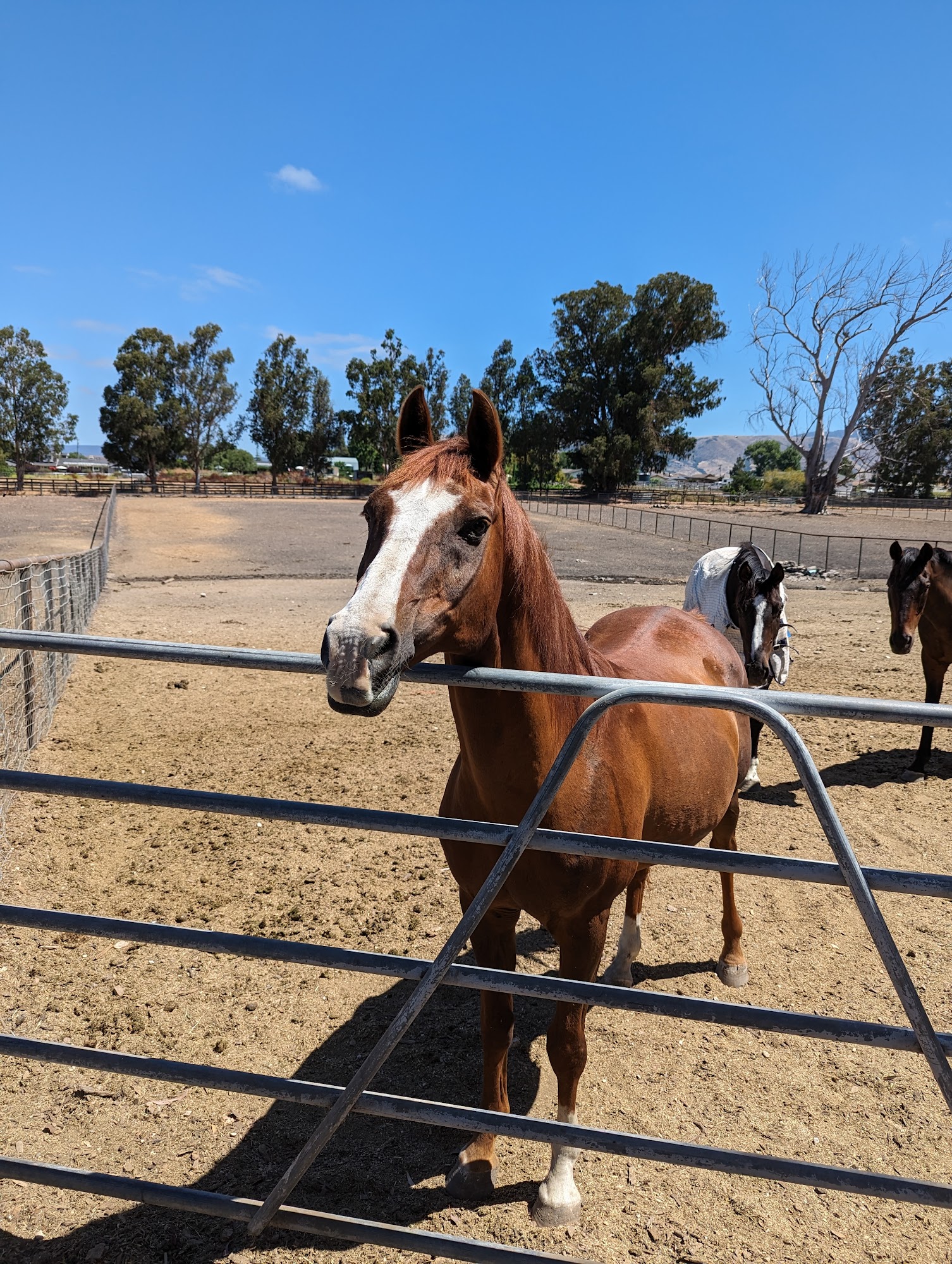 The Equine Center San Luis Obispo