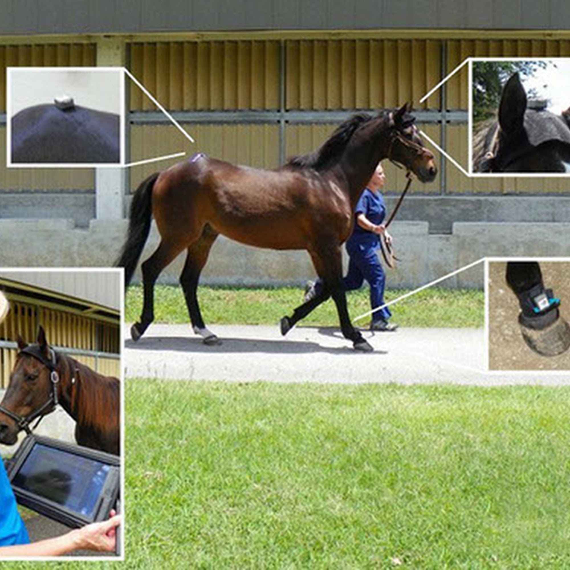 The Equine Center San Luis Obispo
