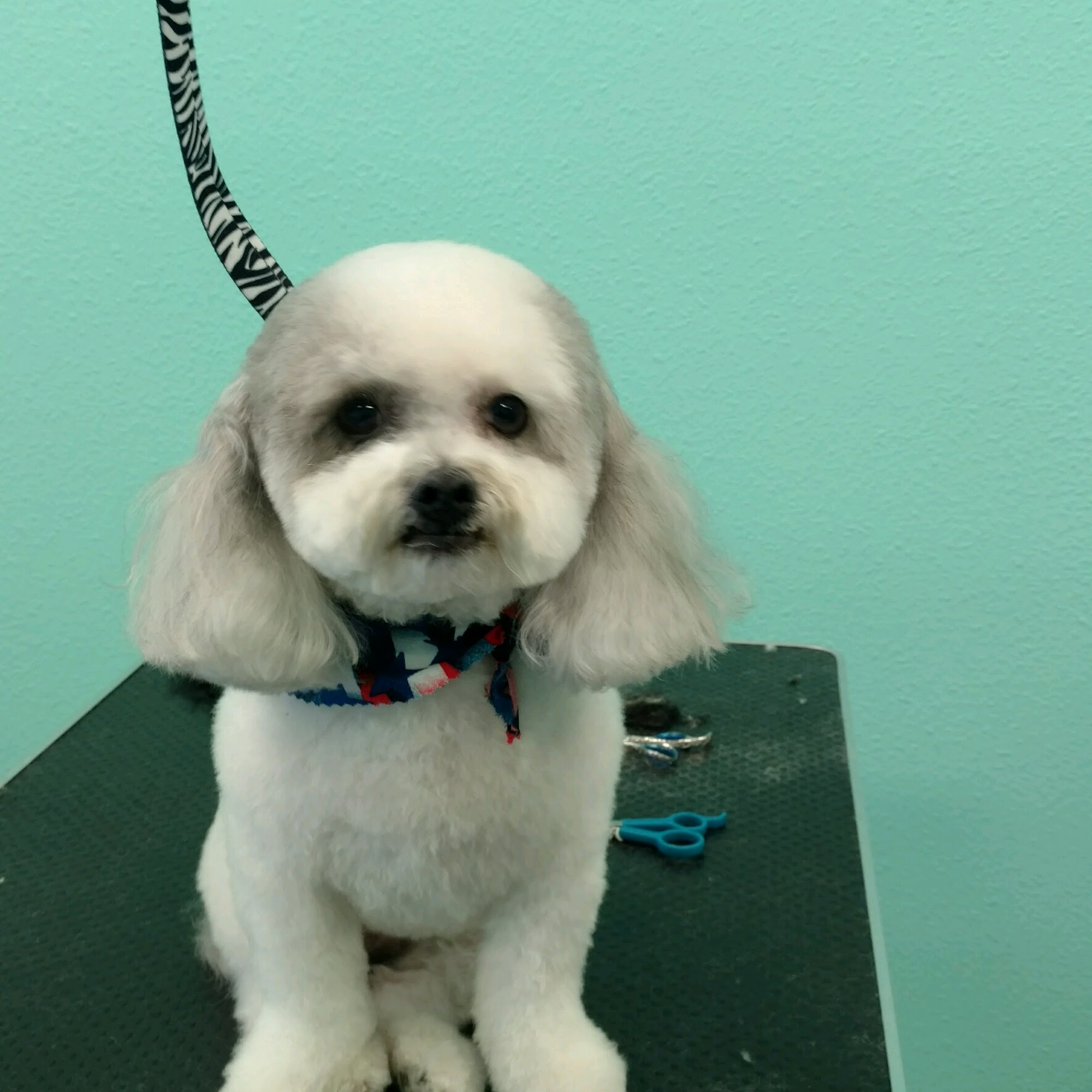 All Paws Dog and Cat Grooming San Luis Obispo