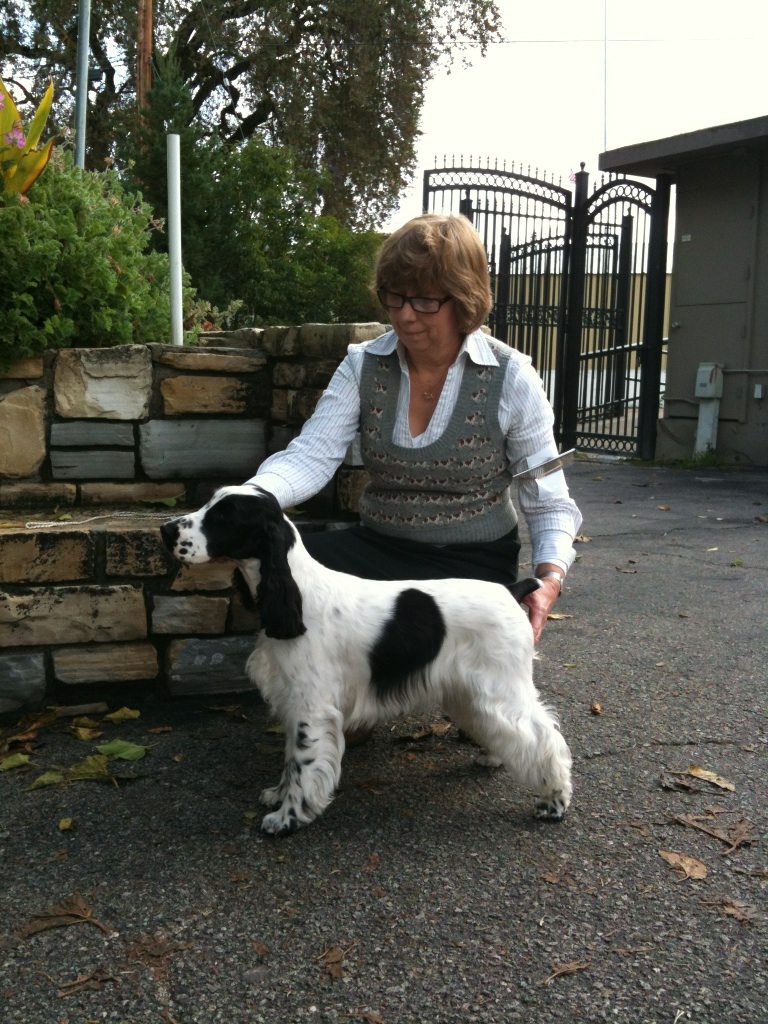 Gentle Touch Pet Training San Luis Obispo