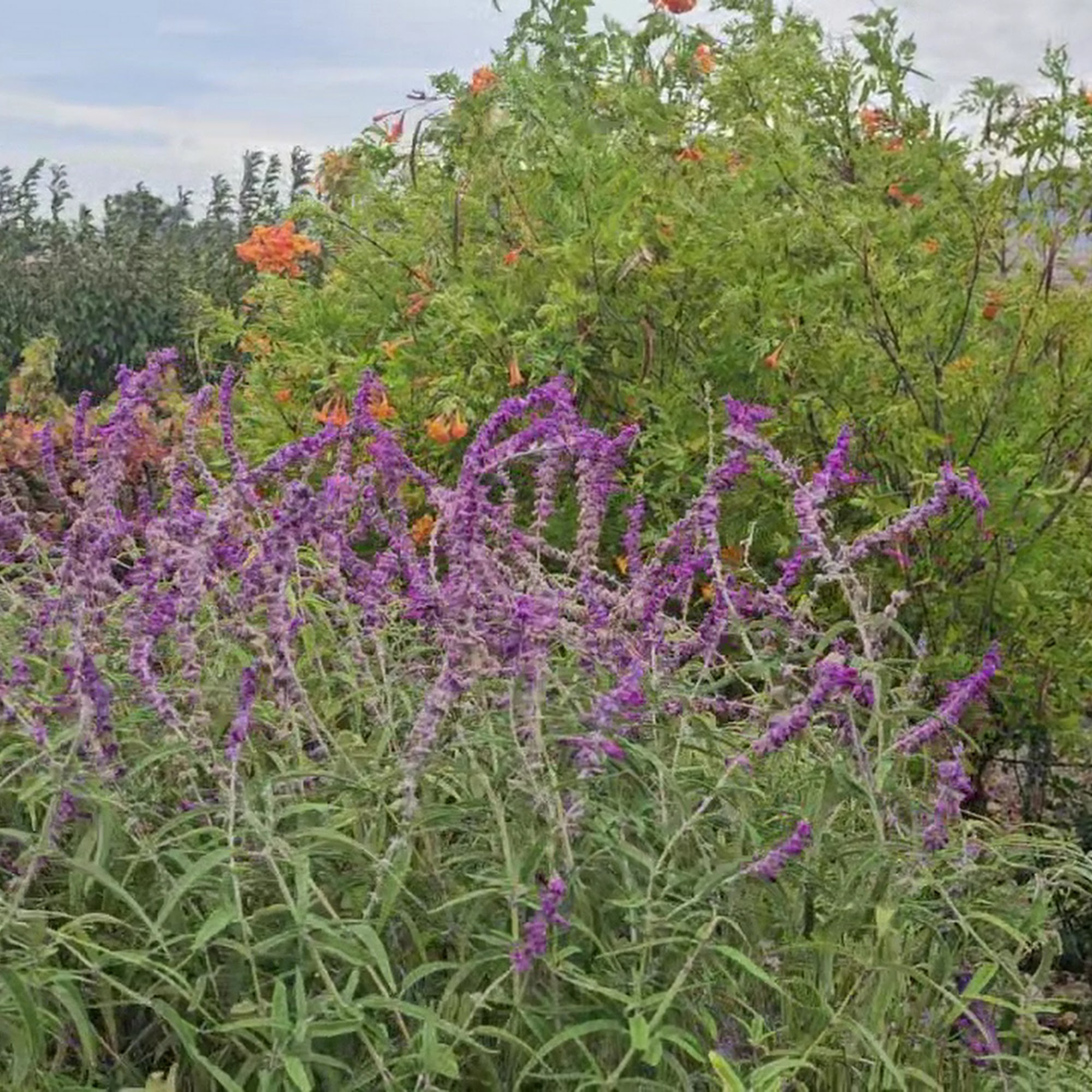 Wolff Vineyards San Luis Obispo