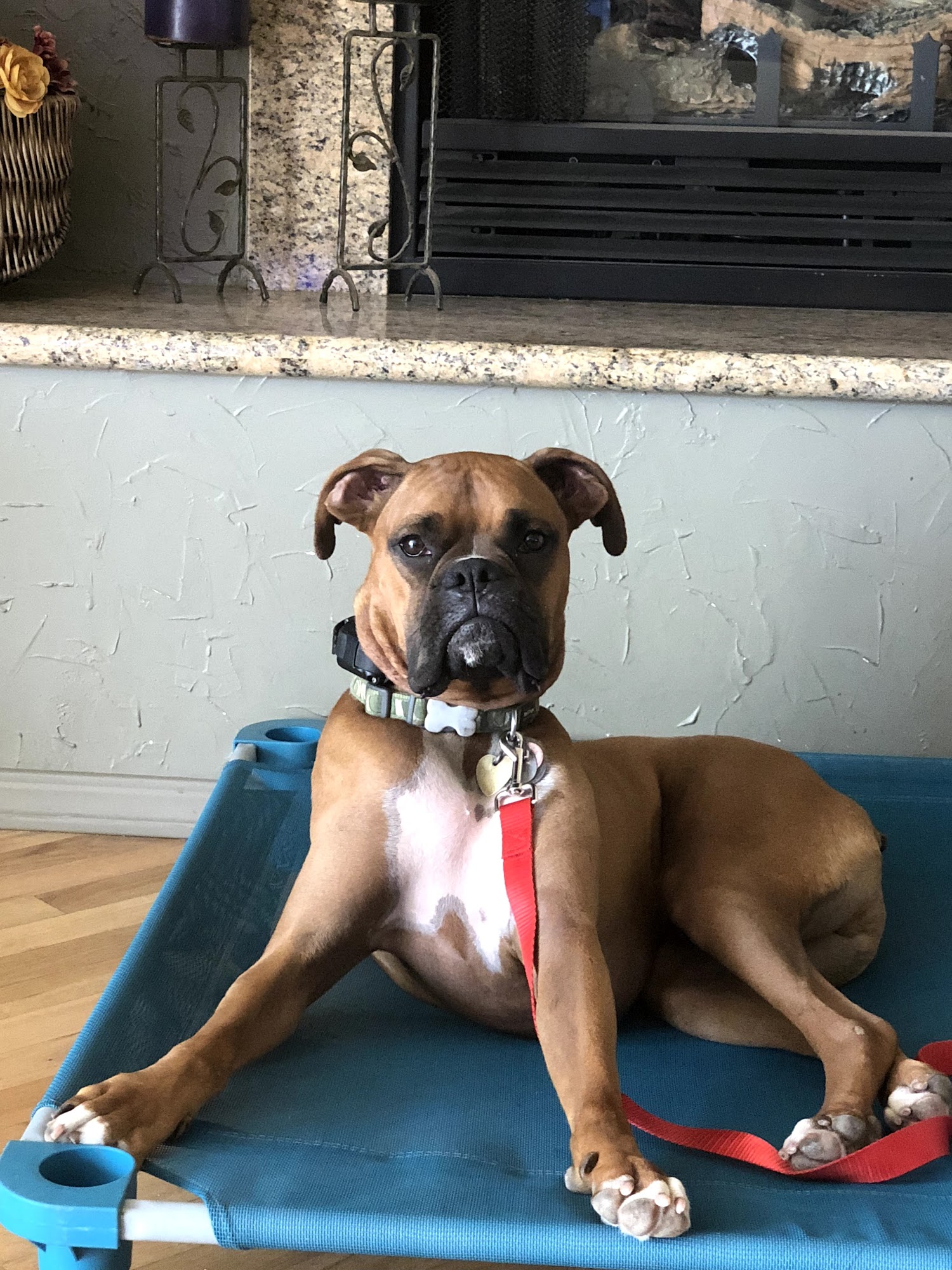 DognPooch.com San Luis Obispo