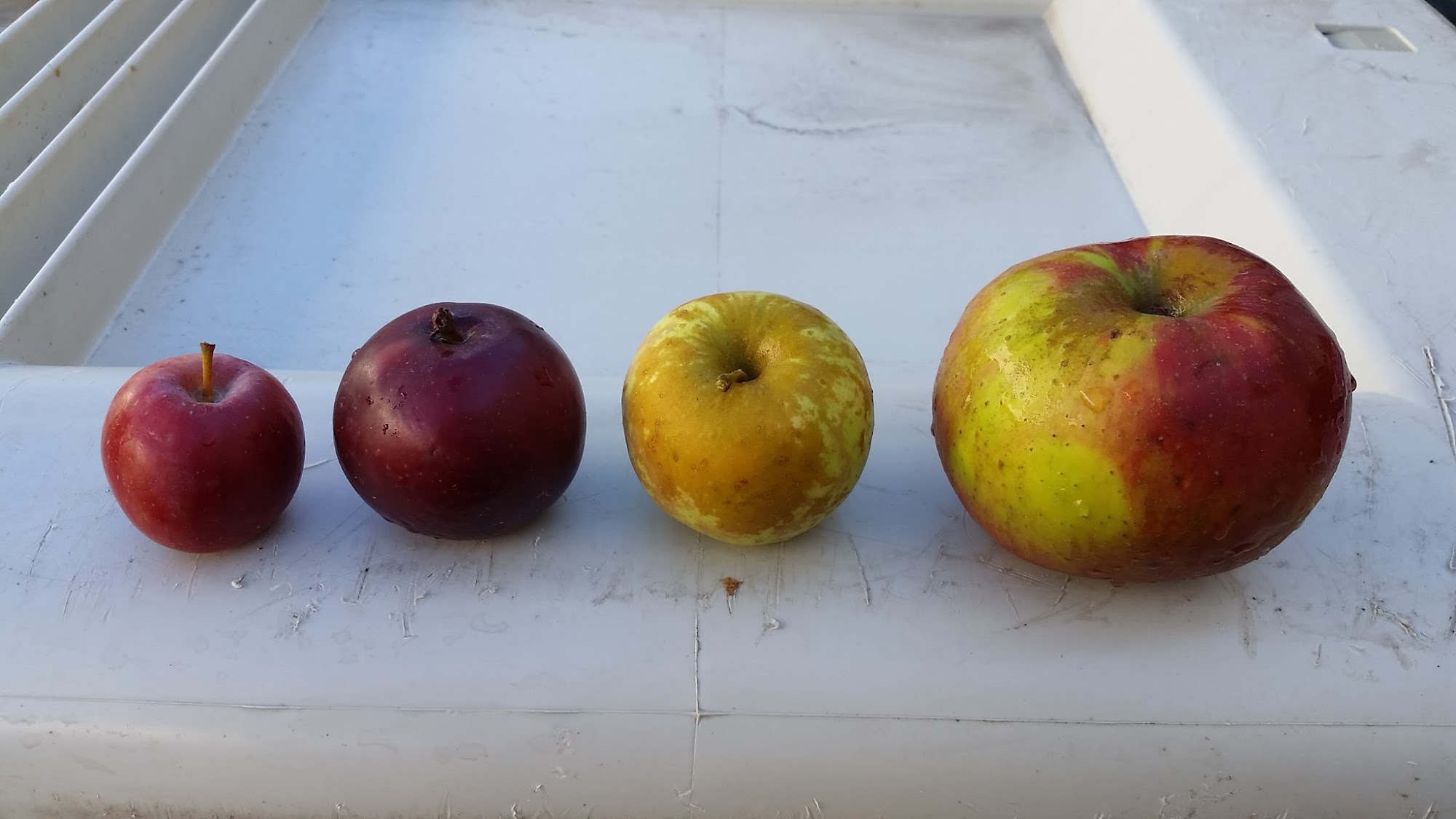 Raging Cider & Mead Co San Marcos