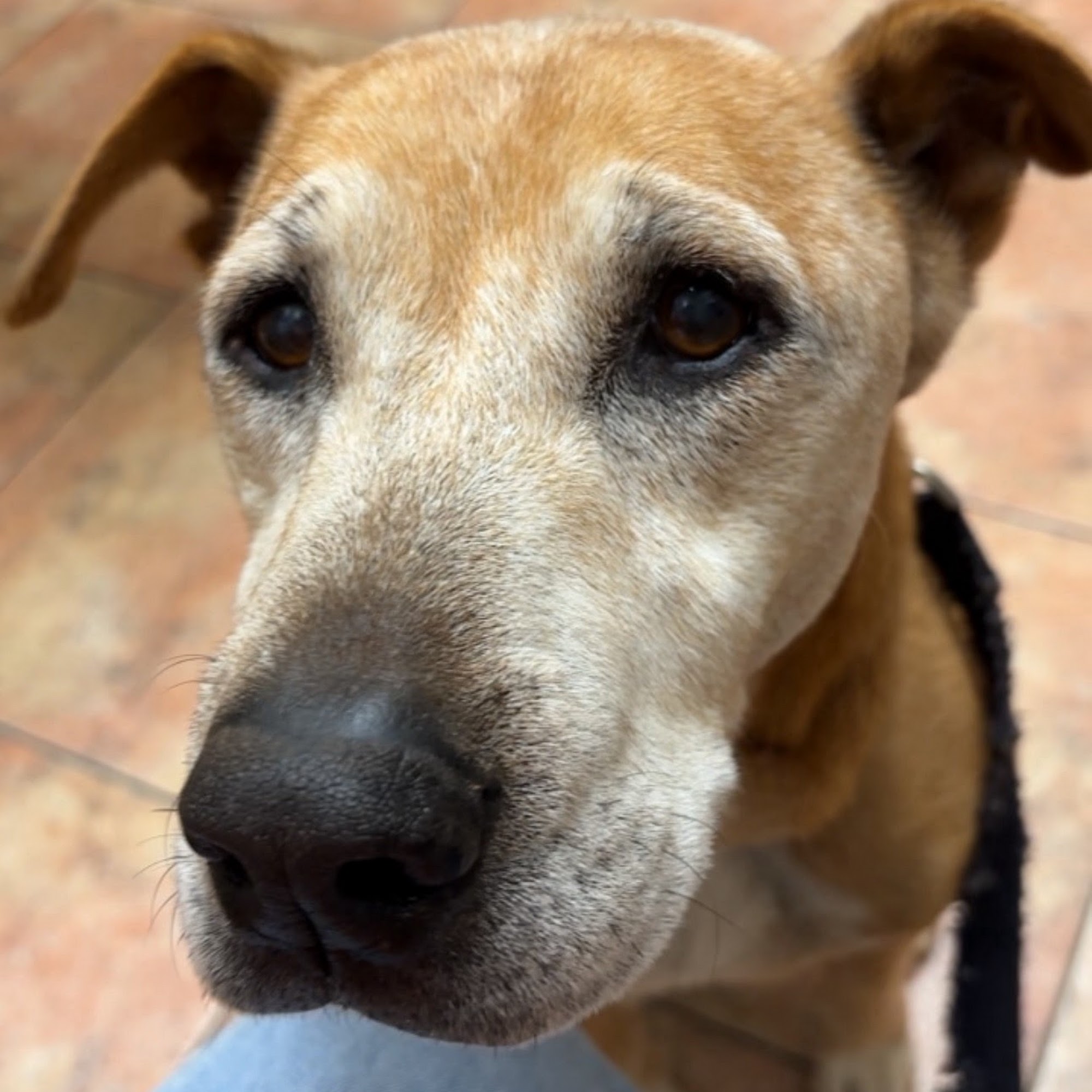 Nordahl Pet Clinic San Marcos