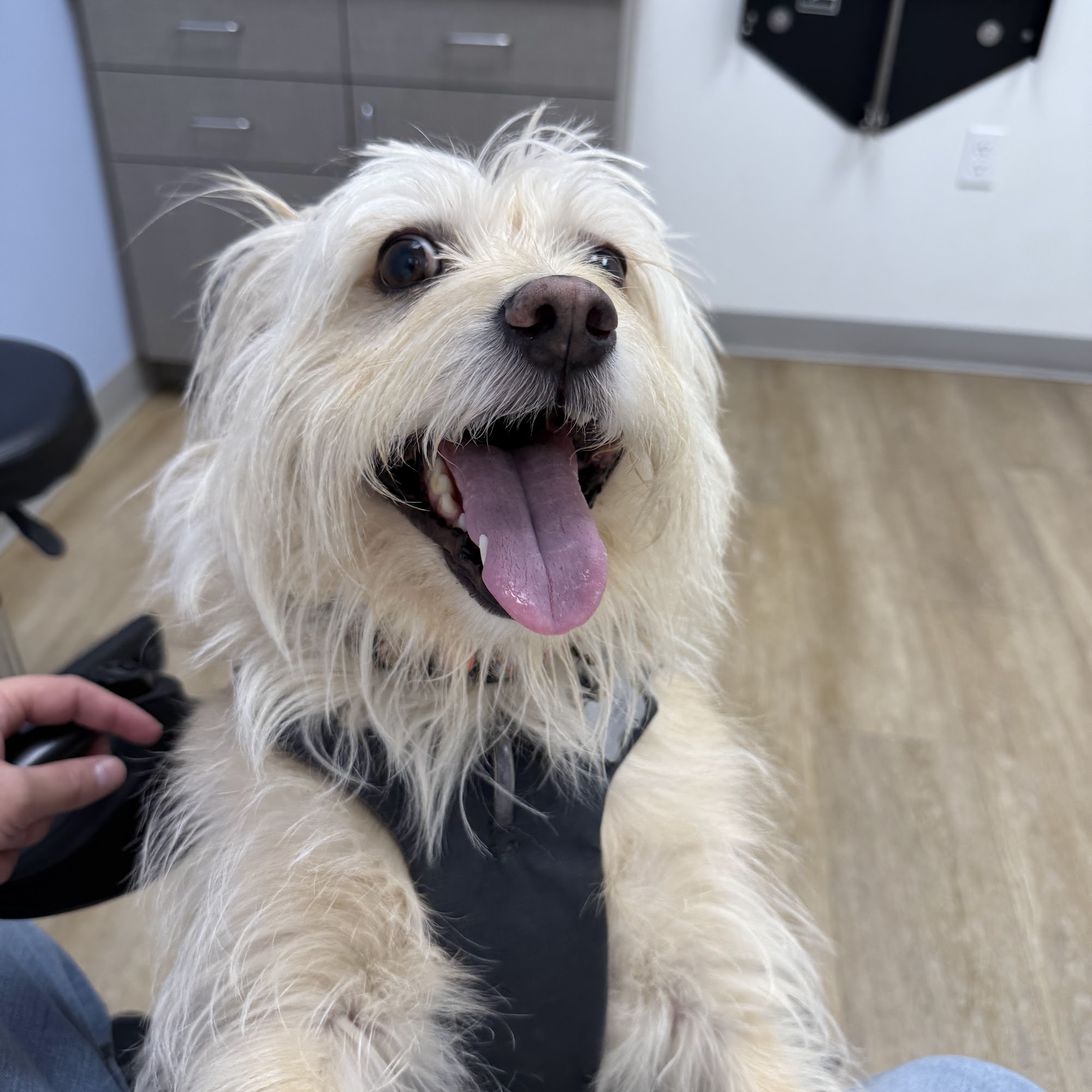 Twin Oaks Animal Hospital San Marcos