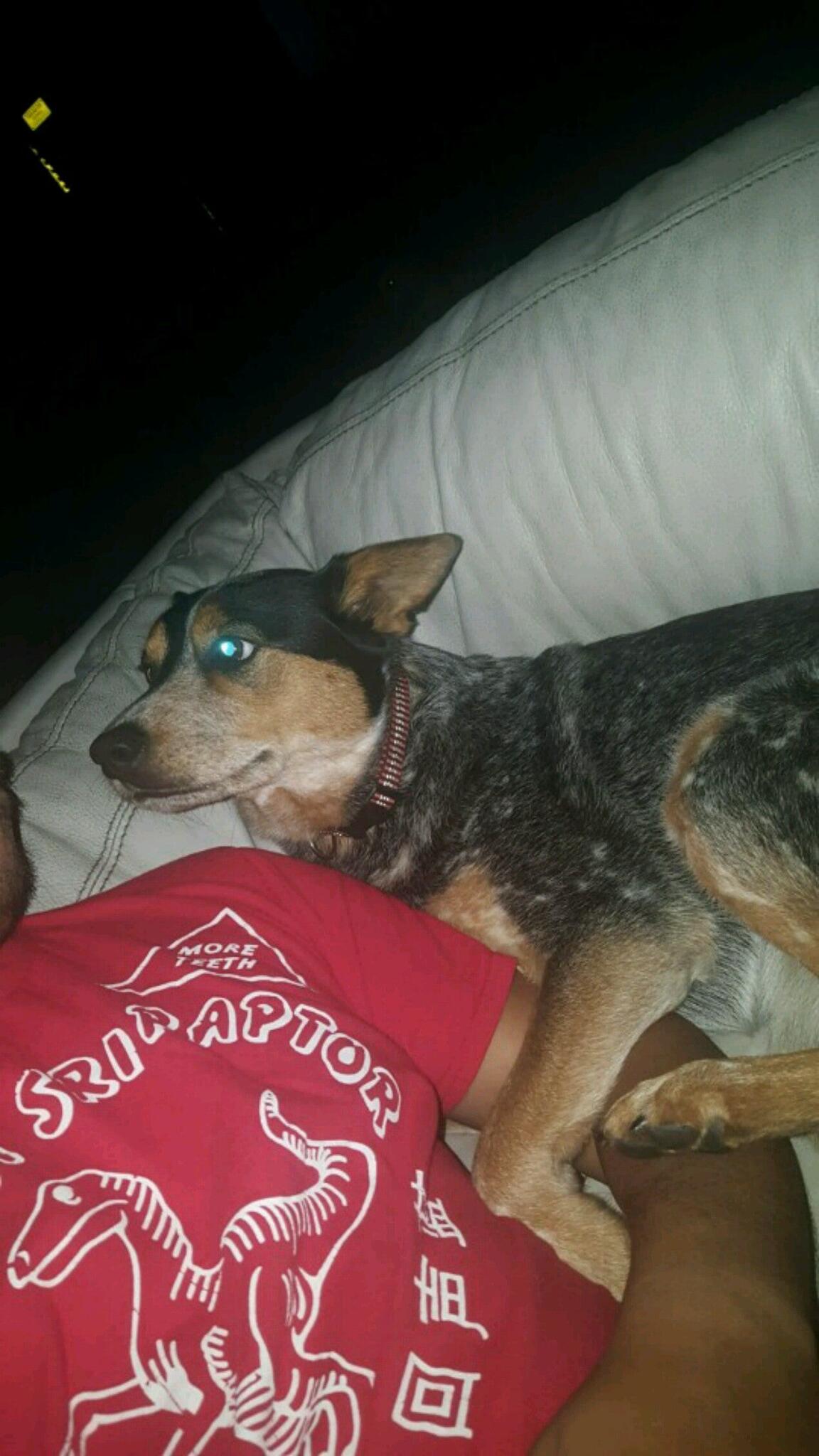 Camp Run-A-Mutt San Marcos San Marcos