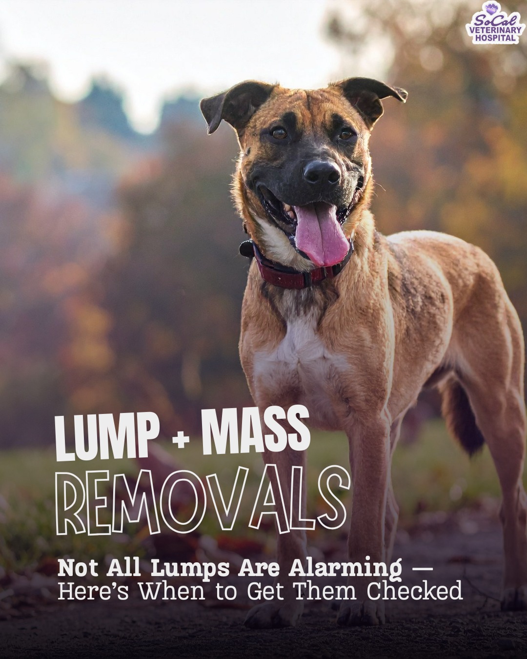 SOCAL Veterinary Hospital San Marcos