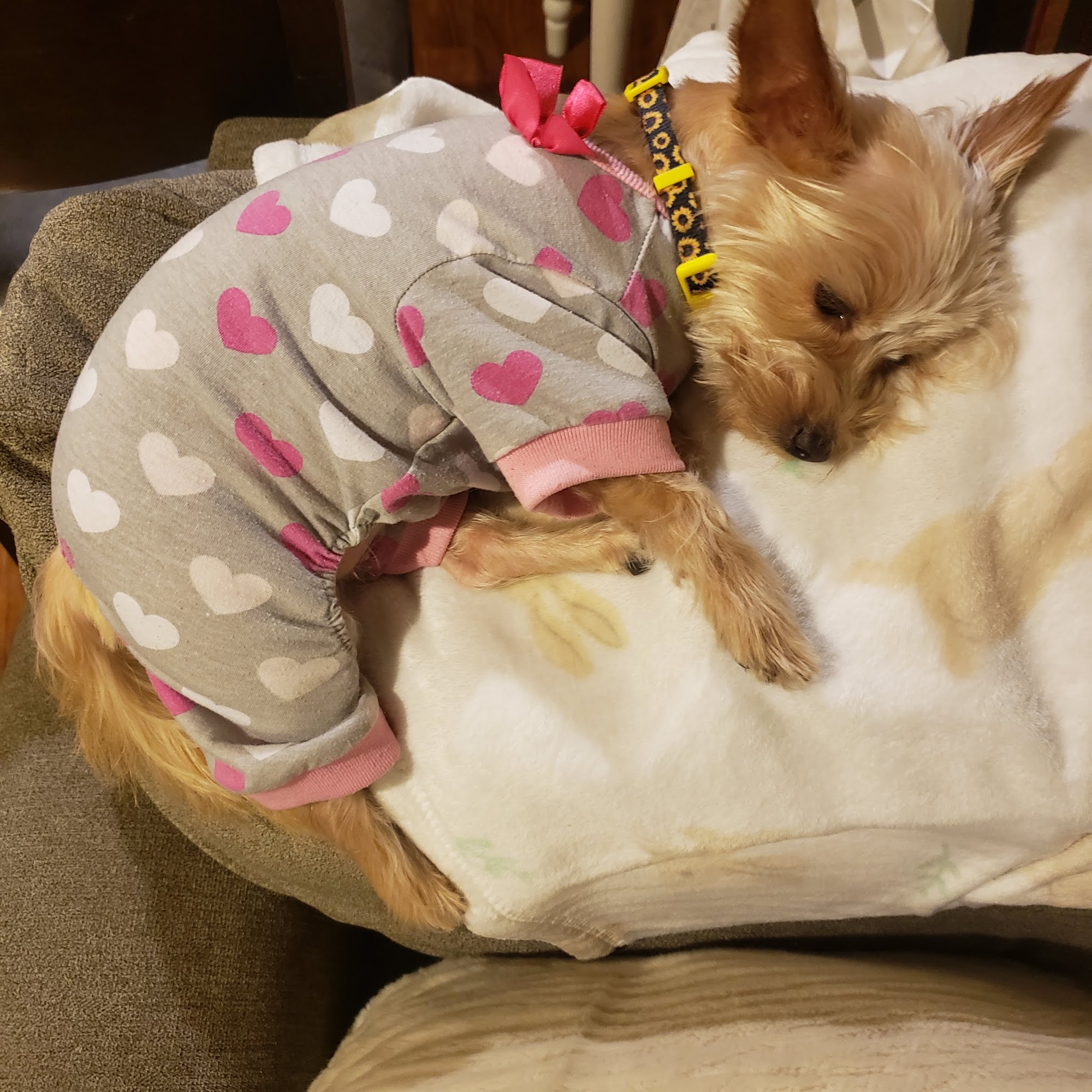 San Marino Veterinary Clinic San Marino