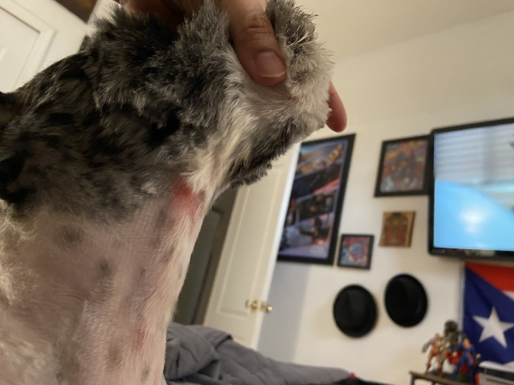 Five Paws Dogs Grooming Salon San Marino