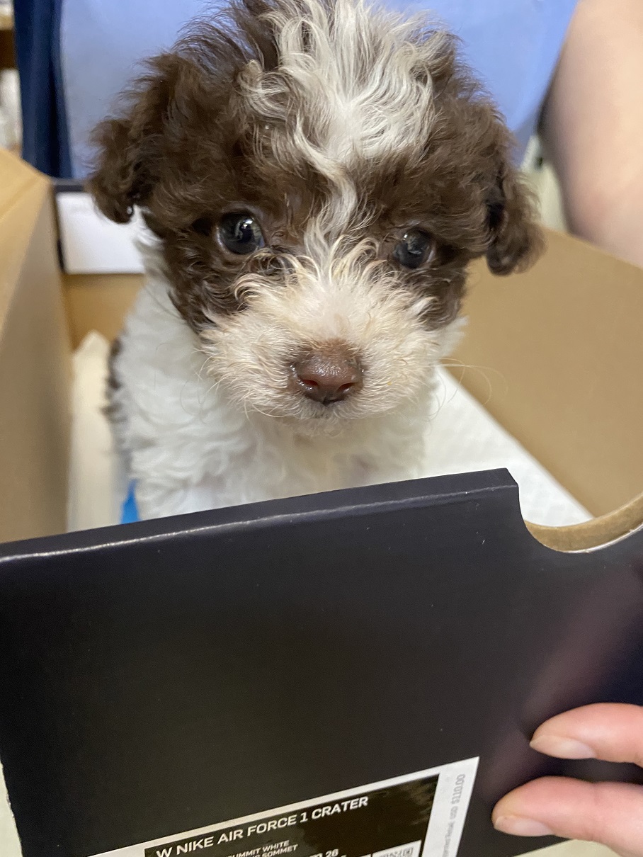 VCA San Martin Animal Hospital San Martin