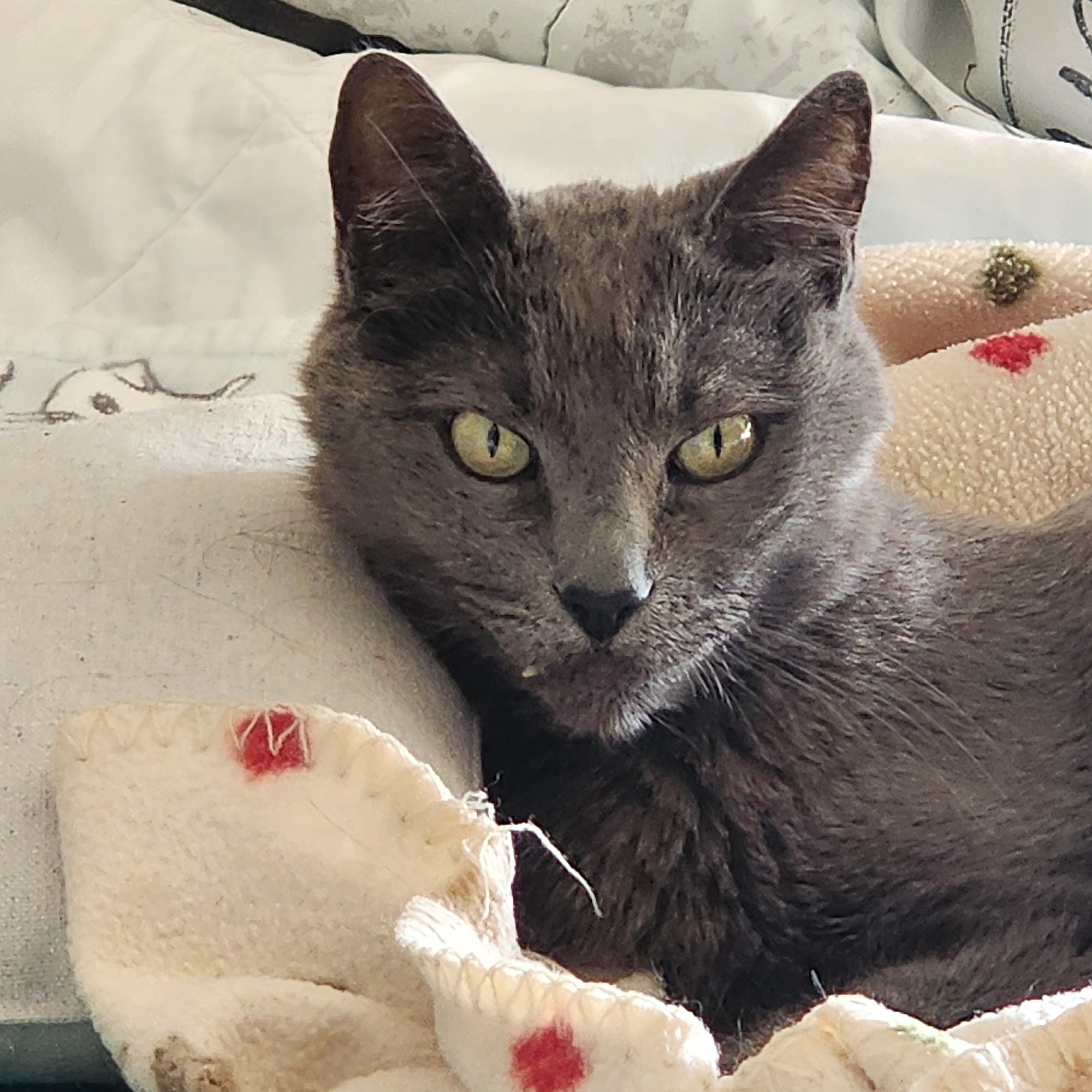 Aragon Veterinary Clinic Inc San Mateo