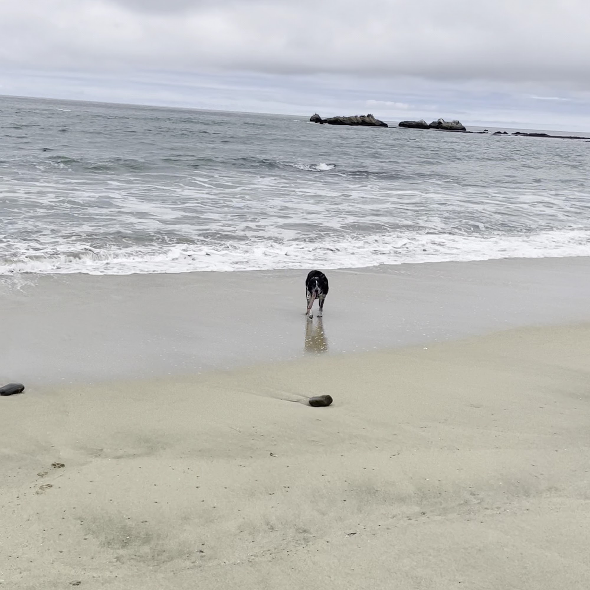 Animal Cove Pet Hospital San Mateo