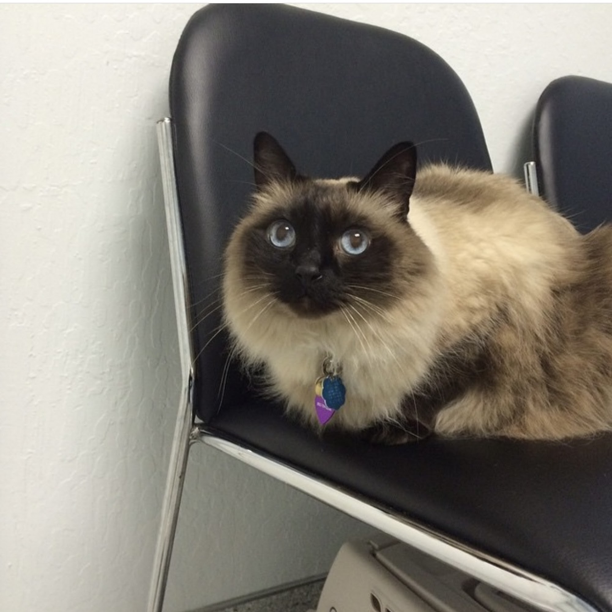 South Hillsdale Animal Hospital San Mateo